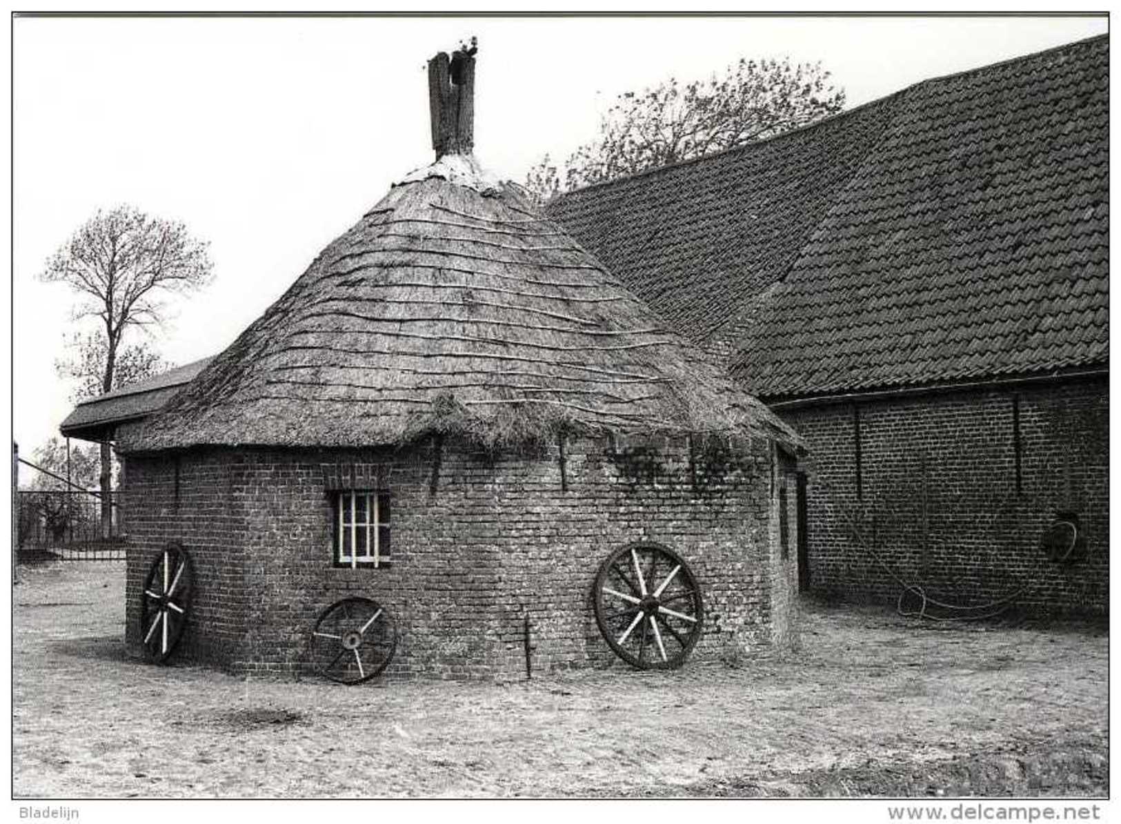 STALHILLE Bij Jabbeke (W.Vl.) - Molen/moulin - Prentkaart Van De Rosmolen Aan De Cathilleweg. Historische Opname (1980) - Jabbeke