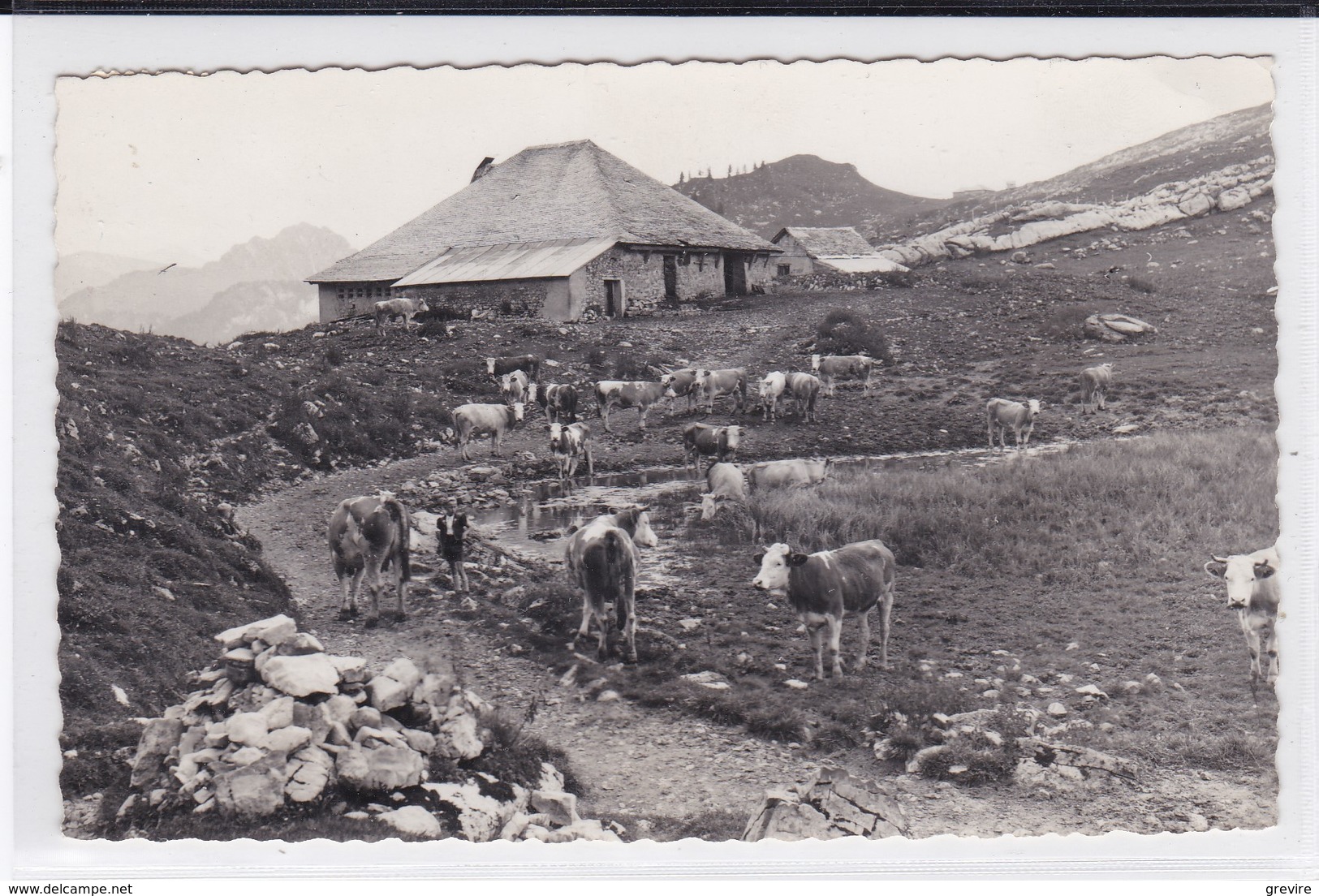 Les Sciernes D´Albeuve, Chalet De Lys Avec Troupeau De Vaches No 11319 - Albeuve