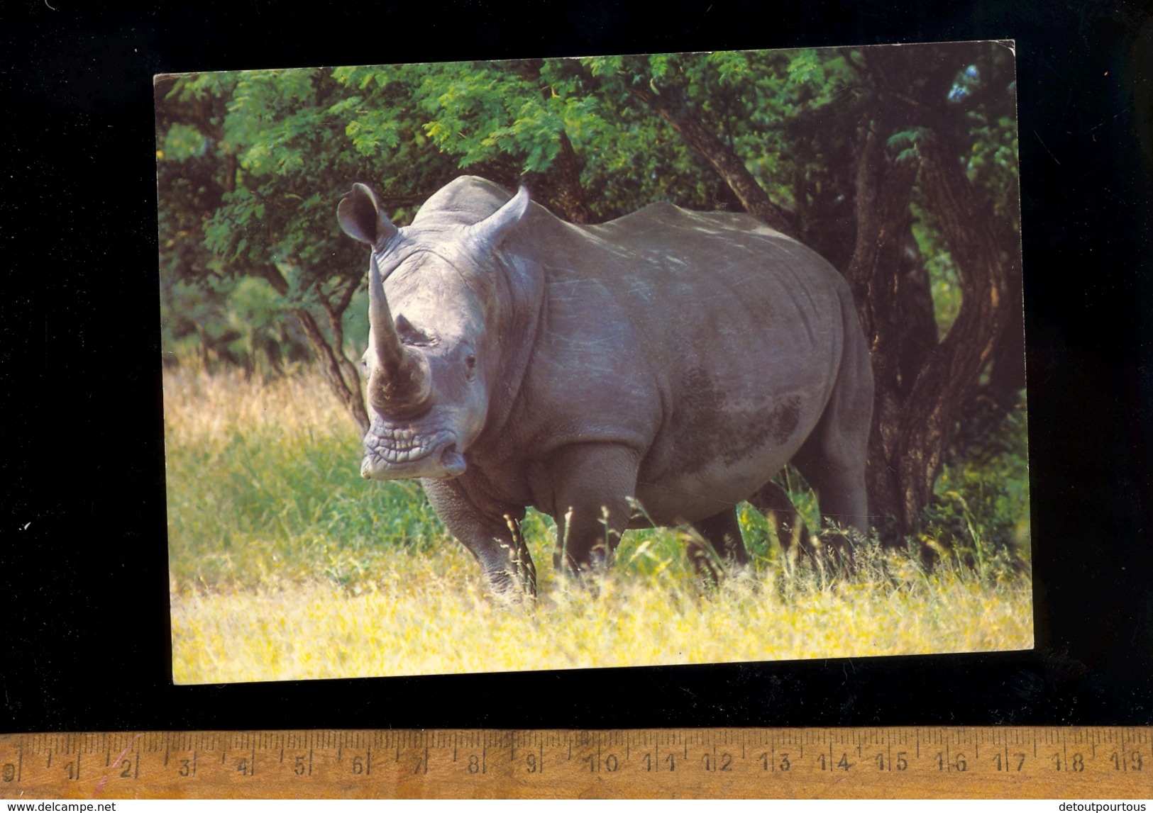 RHINOCEROS Blanc White Rhino Witrenoster Afrique Du Sud South Africa 1997 - Rhinocéros