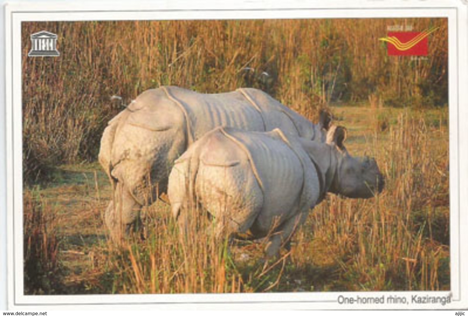 Couple De Rhinocéros Unicorne D'INDE, Carte Postale Adressée ANDORRA, Avec Timbre à Date Arrivée - Rhinocéros