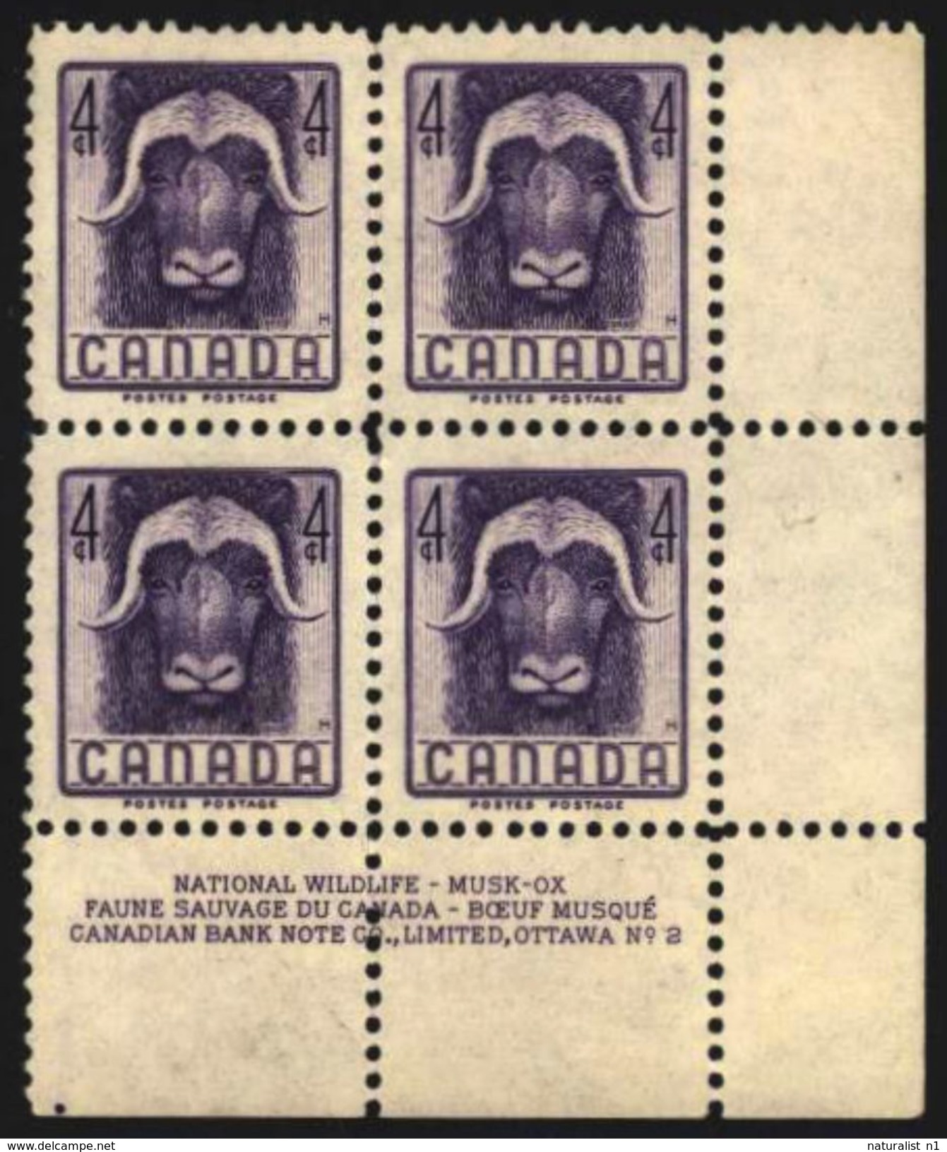 Canada Kanada 1955. **MNH. Musk-ox Moschusochse B&oelig;uf Musqué Sheet Corner With Margins - Otros & Sin Clasificación