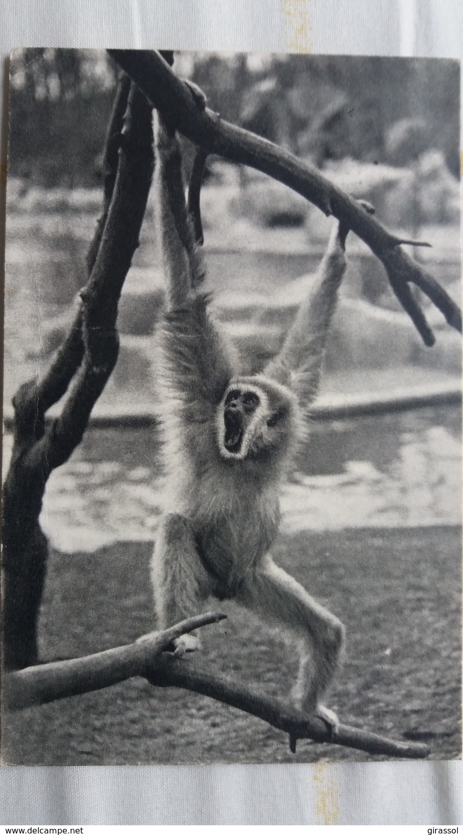 CPSM UN GIBBON A MAINS BALNCHES SINGE MUSEE MUSEUM  D HISTOIRE NATURELLE PARIS BOIS DE VINCENNES - Scimmie