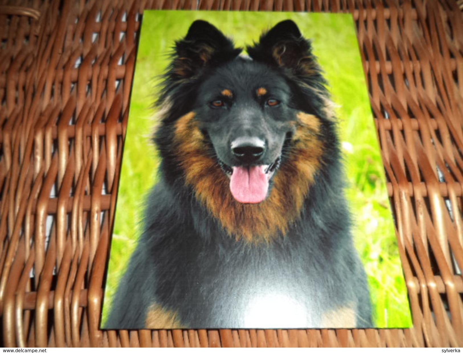 Hund Dog Chien Bohemian Shepherd,Chodsky Pes , Chodenhund  Postcard Postkarte - Chiens