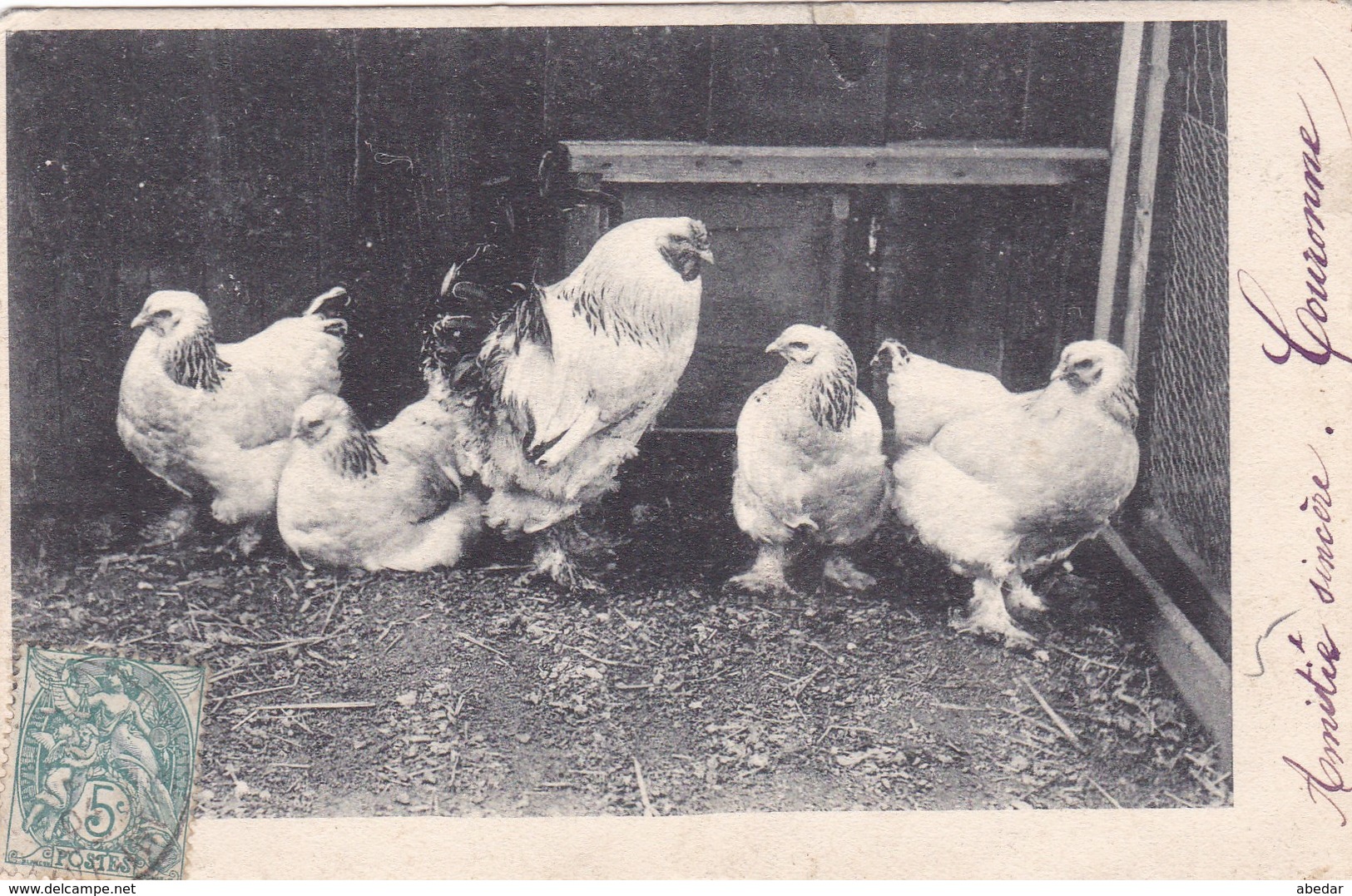 Poules  Poulette Chicken Brahma  Geflugel Race Chickens  Old Postcard. Cpa. 1904 - Pájaros