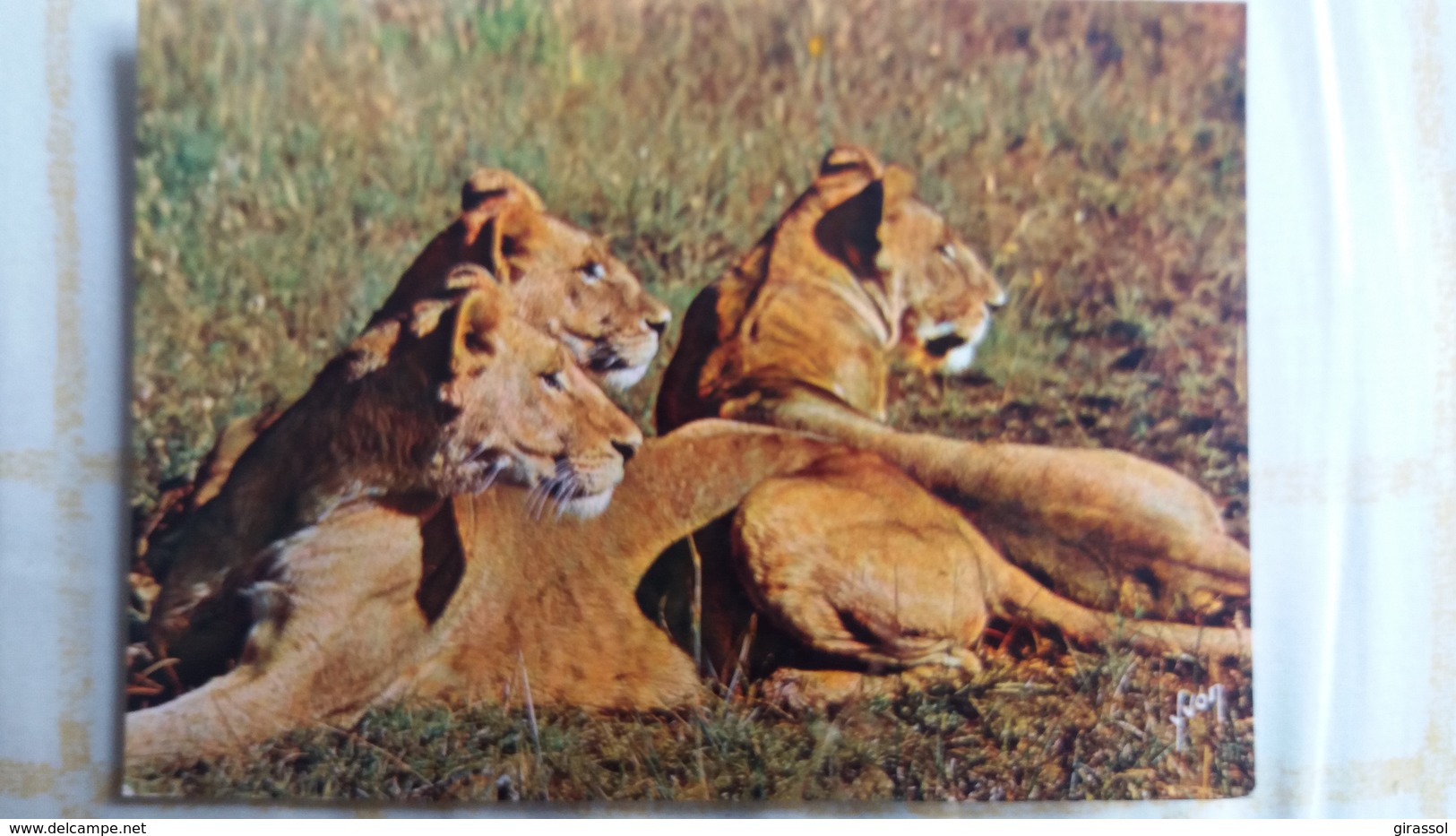 CPSM GROUPE DE LIONNES EN ALERTE AVANT LA CHASSE LES ANIMAUX D AFRIQUE ED YVON N° 14 - Lions
