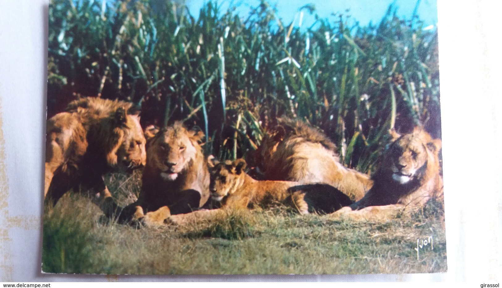 CPSM LIONS ET LIONNES FRANCIS ET LES ANIMAUX D AFRIQUE ED YVON N° 8 - Lions