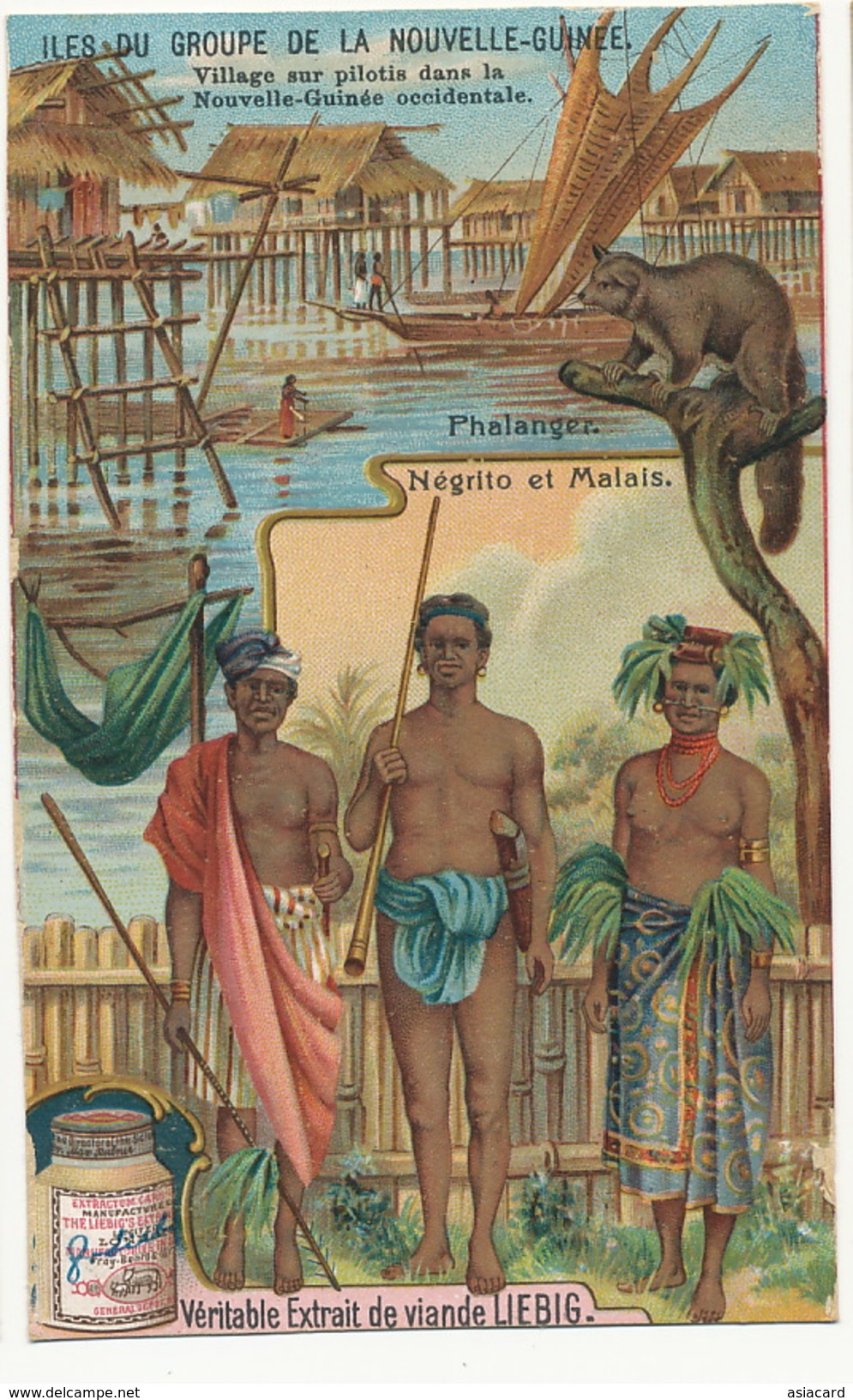Chromo Liebig  Phalanger Petauroide  Negrito Malais Nude Men And Women - Papouasie-Nouvelle-Guinée
