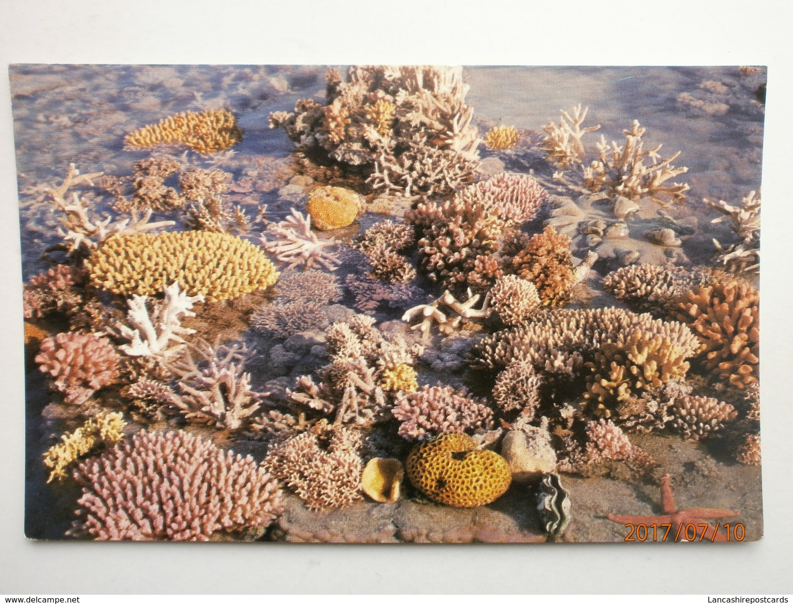 Postcard Coral Green Island Great Barrier Reef Near Cairns North Queensland Australia By Murray Views My Ref  B11443 - Cairns