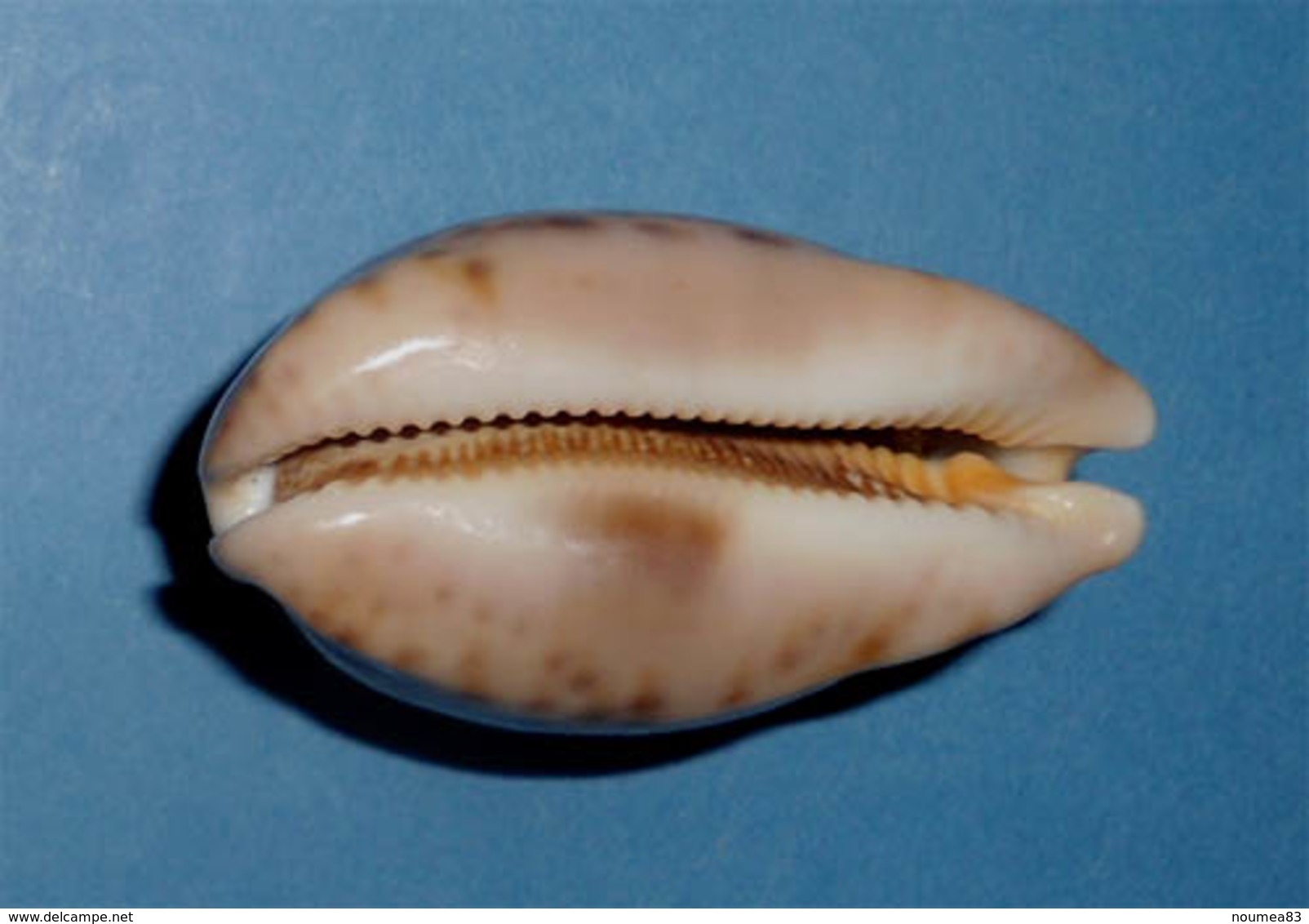 Cypraea Mappa Viridis   F. Guamensis  Guam  52,4 Mm  Mini - Coquillages