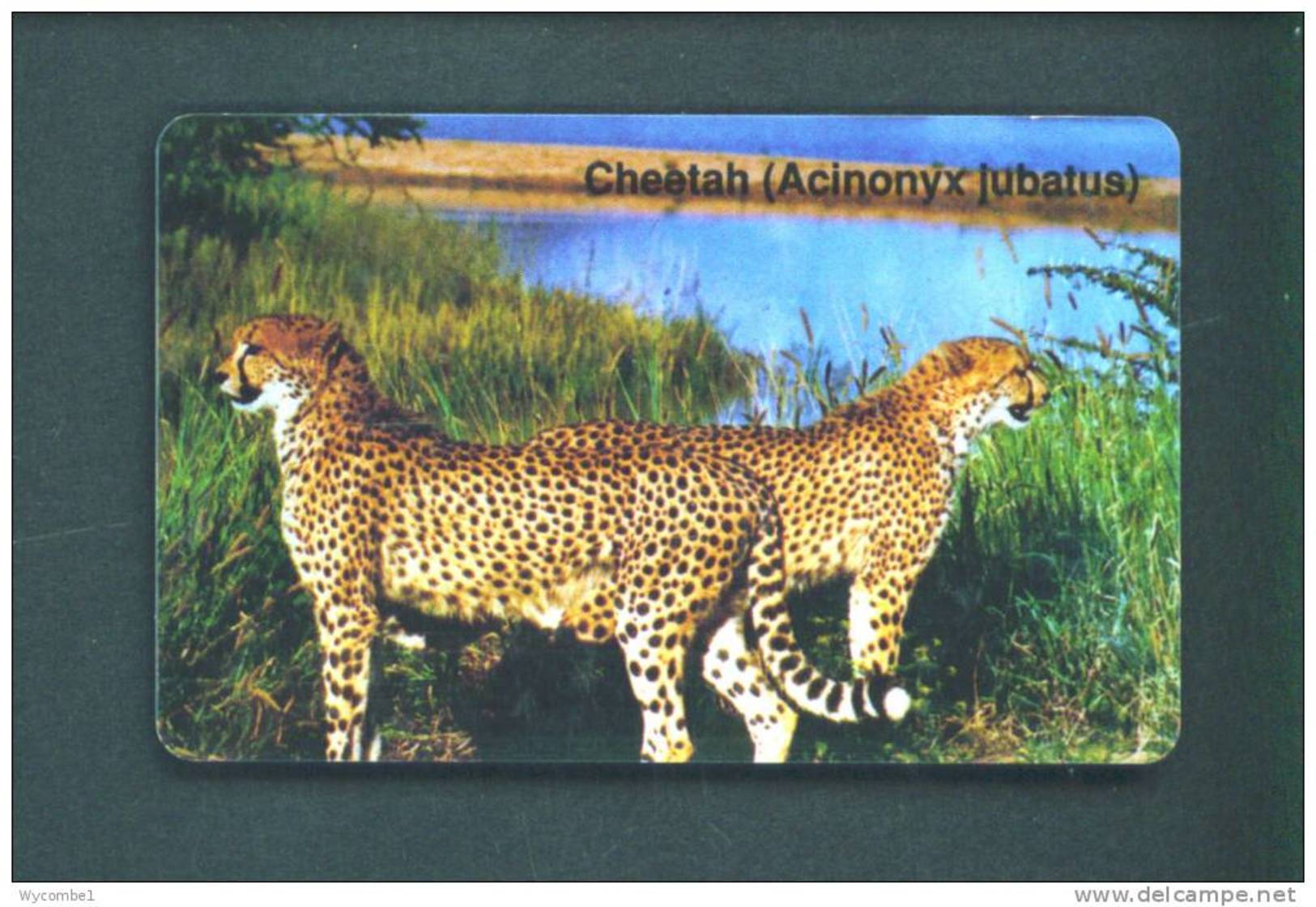 NAMIBIA  -  Chip Phonecard As Scan - Namibie