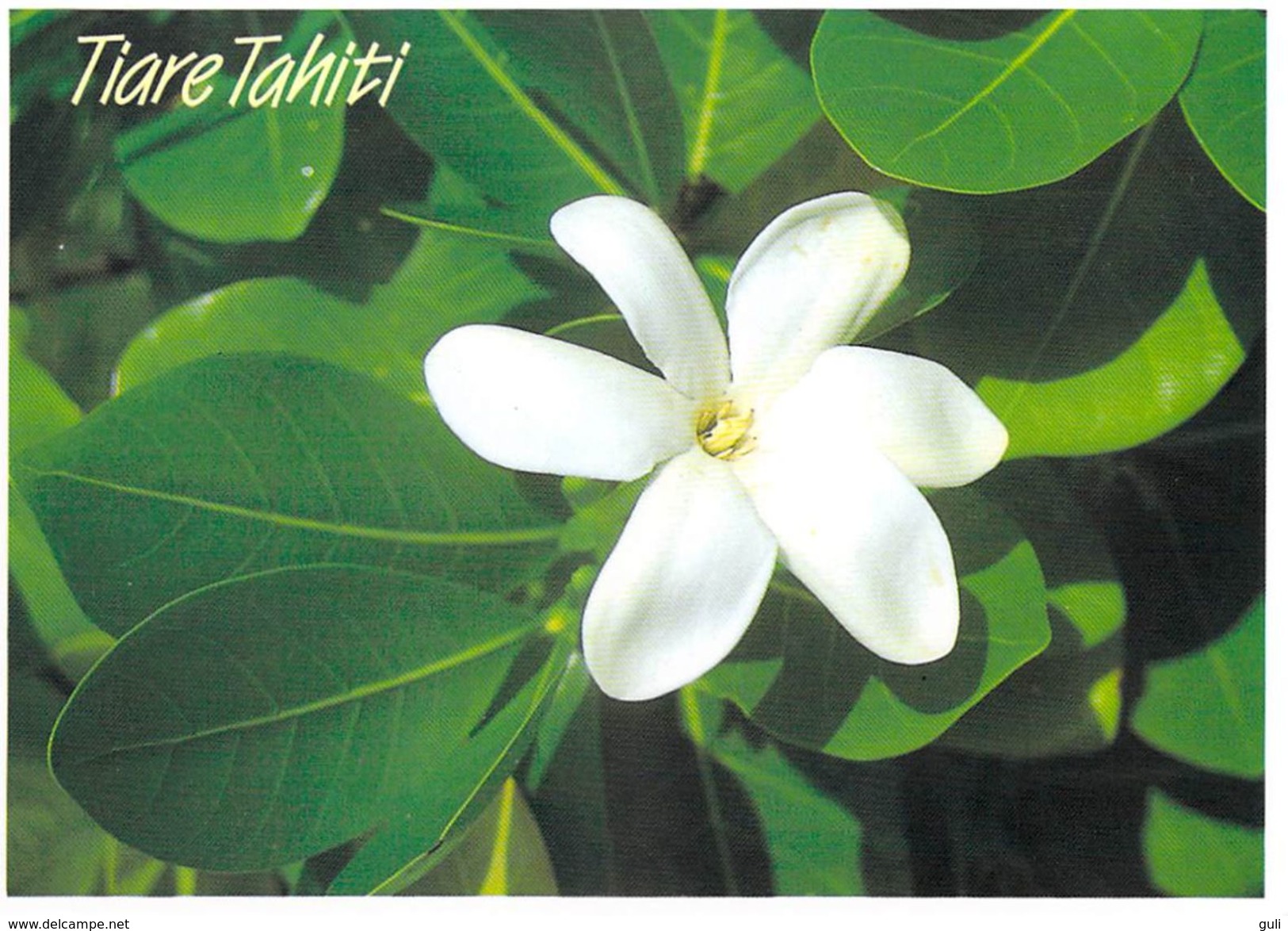 Polynésie Française-TIARE (b) TAHITI La Fleur De Tiare Reste Le Symbôle Le L'acceuil Tahitien: LA ORANA Parfumerie TIKI - Polynésie Française