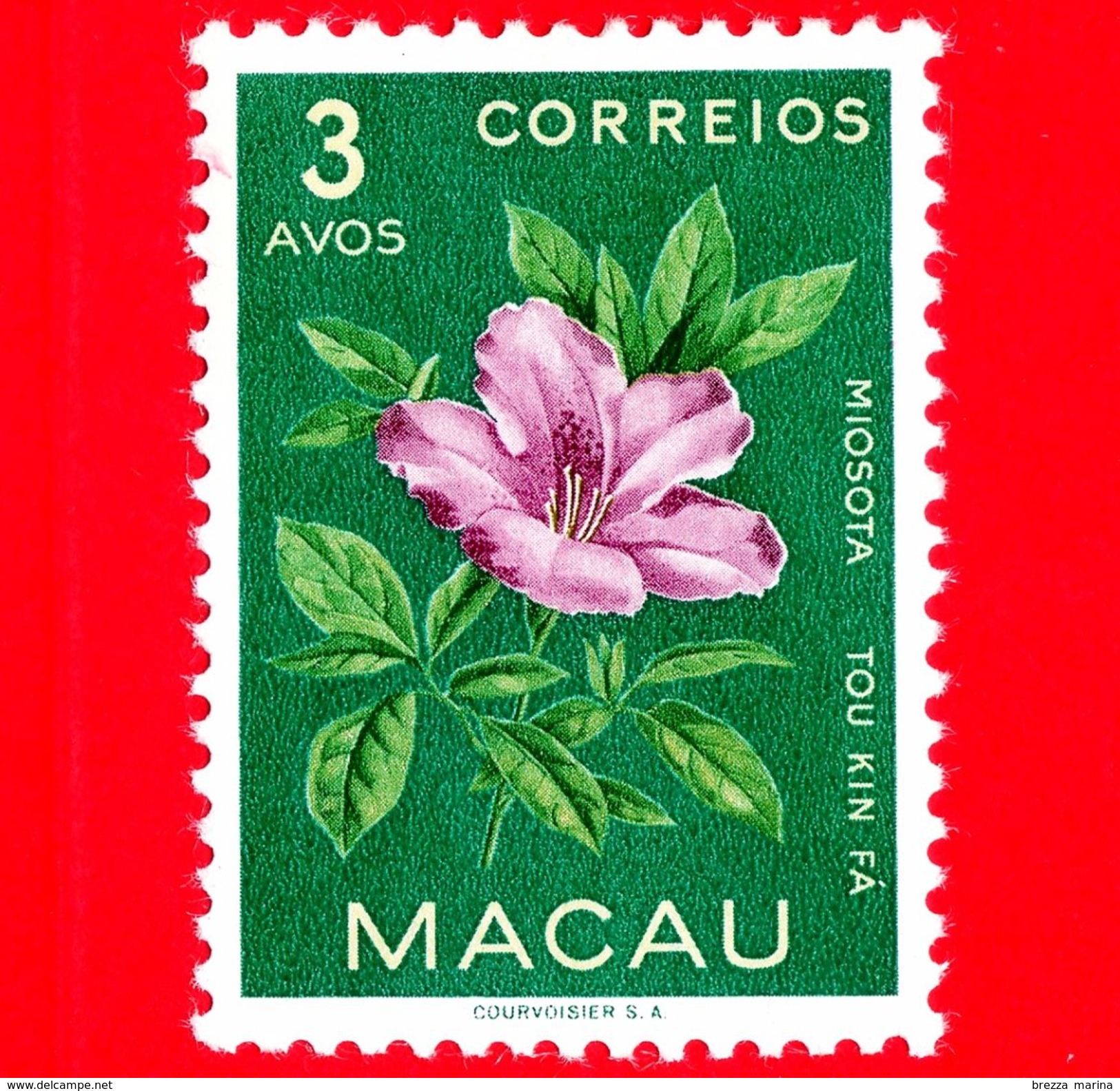 Nuovo - MNH - MACAO -  1953 - Flora - Fiori - Non Ti Scordar Di Me - Myosotis - 3 - Unused Stamps