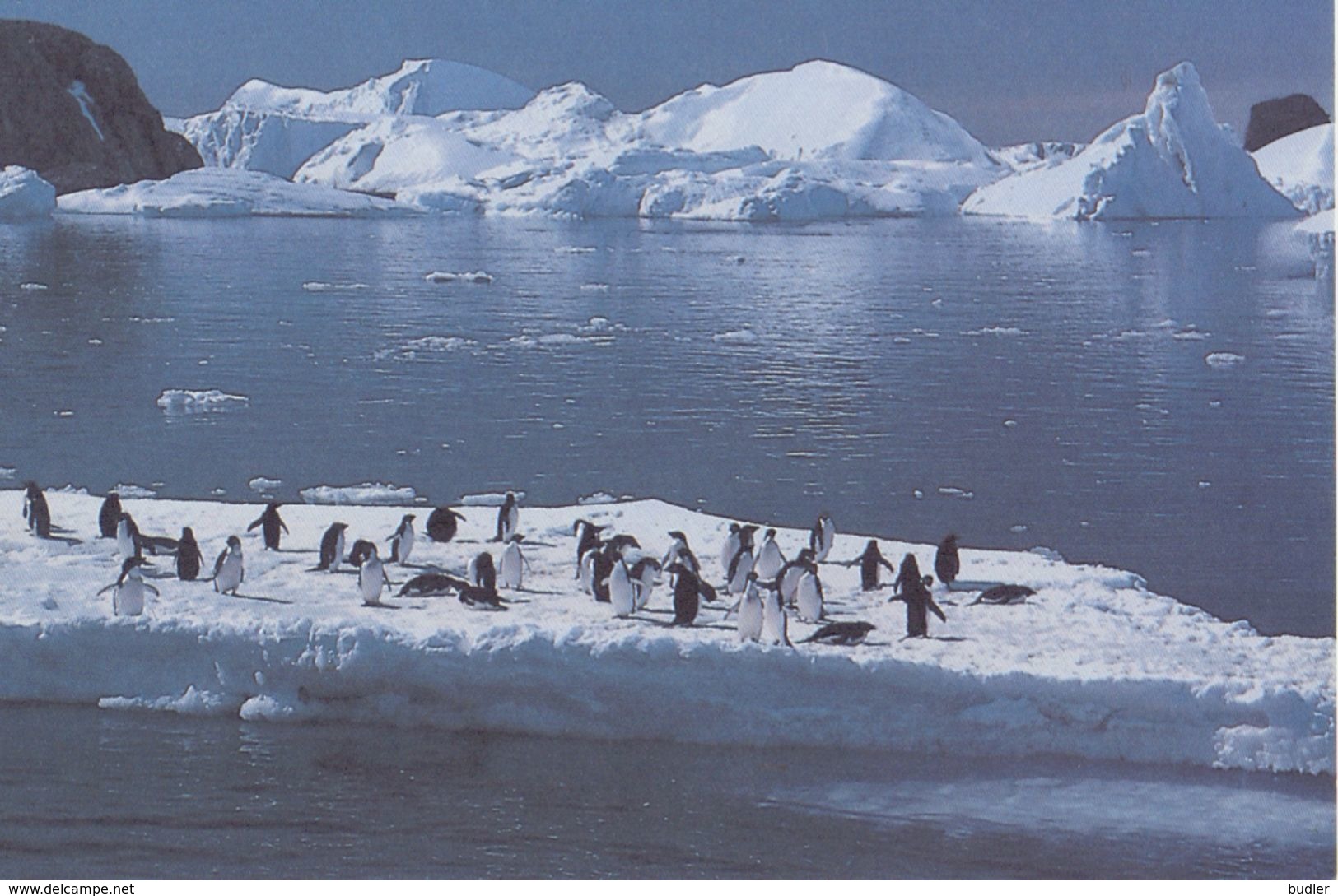 TAAF / Terres Australes Et Antarctiques Françaises : Not Travelled Postal Stationery: ANTARCTICA,ICEBERG,PINGUIN,PENGUIN - Enteros Postales