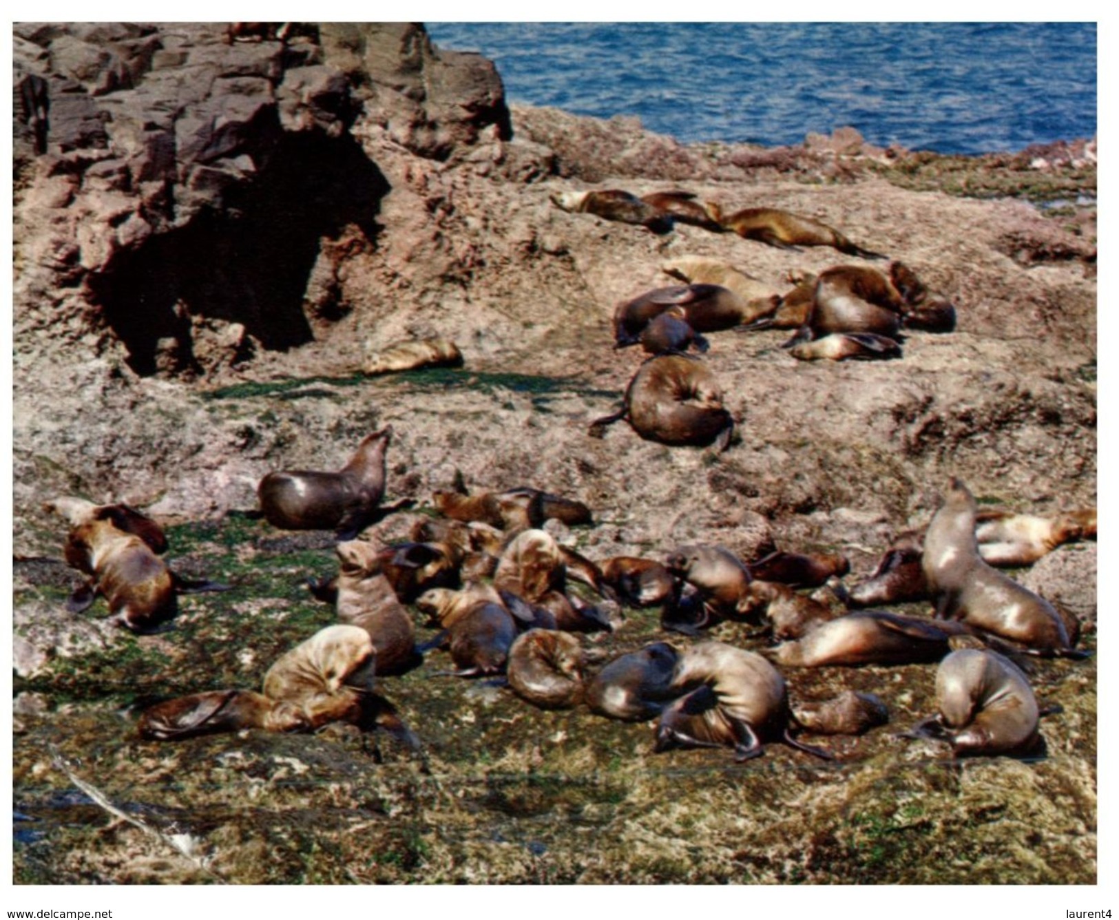 (55) Australia - VIC - Philip Island - Seal Island  (card Cut Down In Size) - Mornington Peninsula