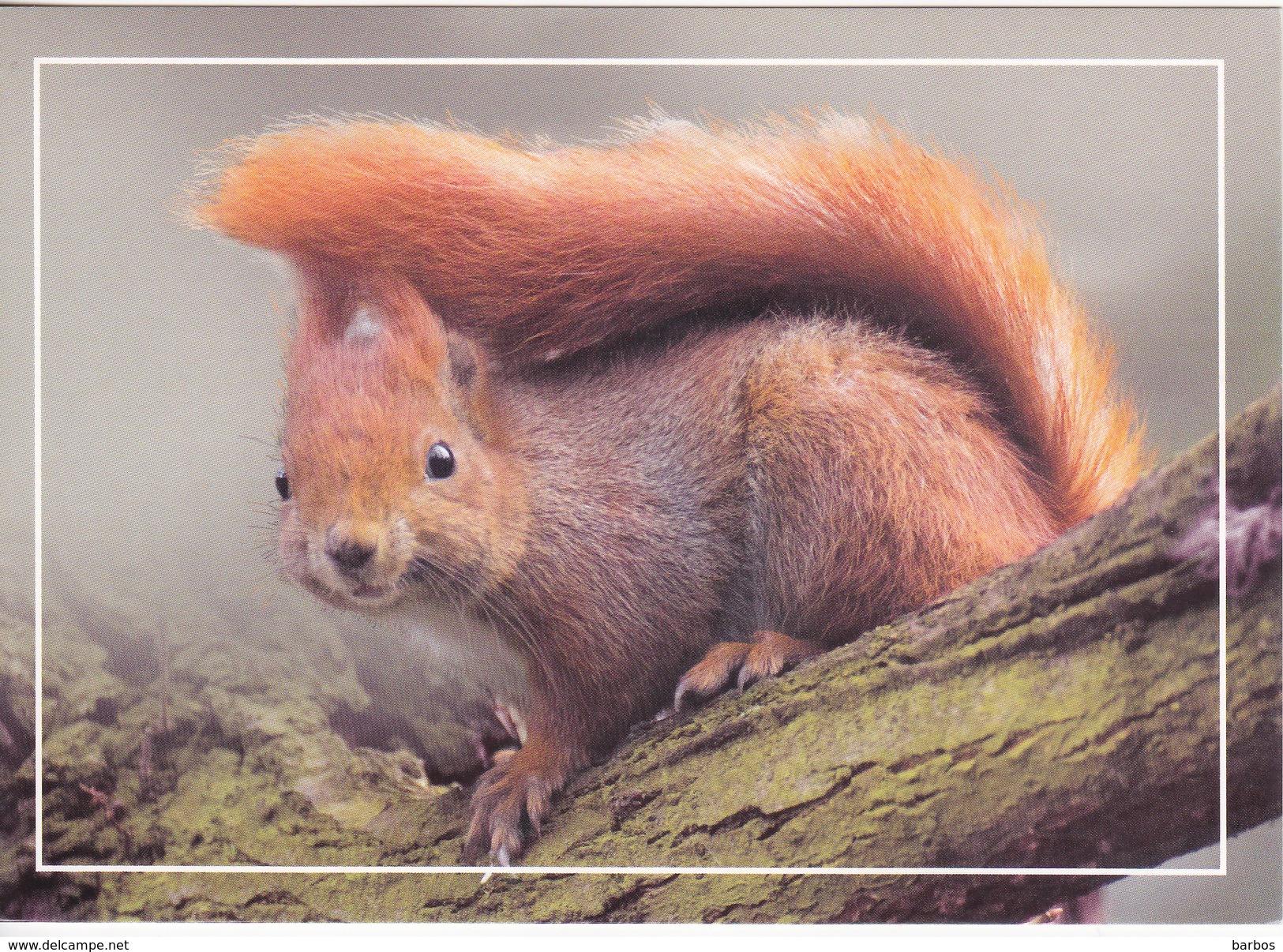 Moldova ,  Moldavie , 2015 ,  Animals , The Squirrel  , Pre-paid Postcard , Special Cancell FIRST DAY - Moldavie