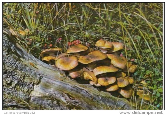 62987- MUSHROOMS - Hongos