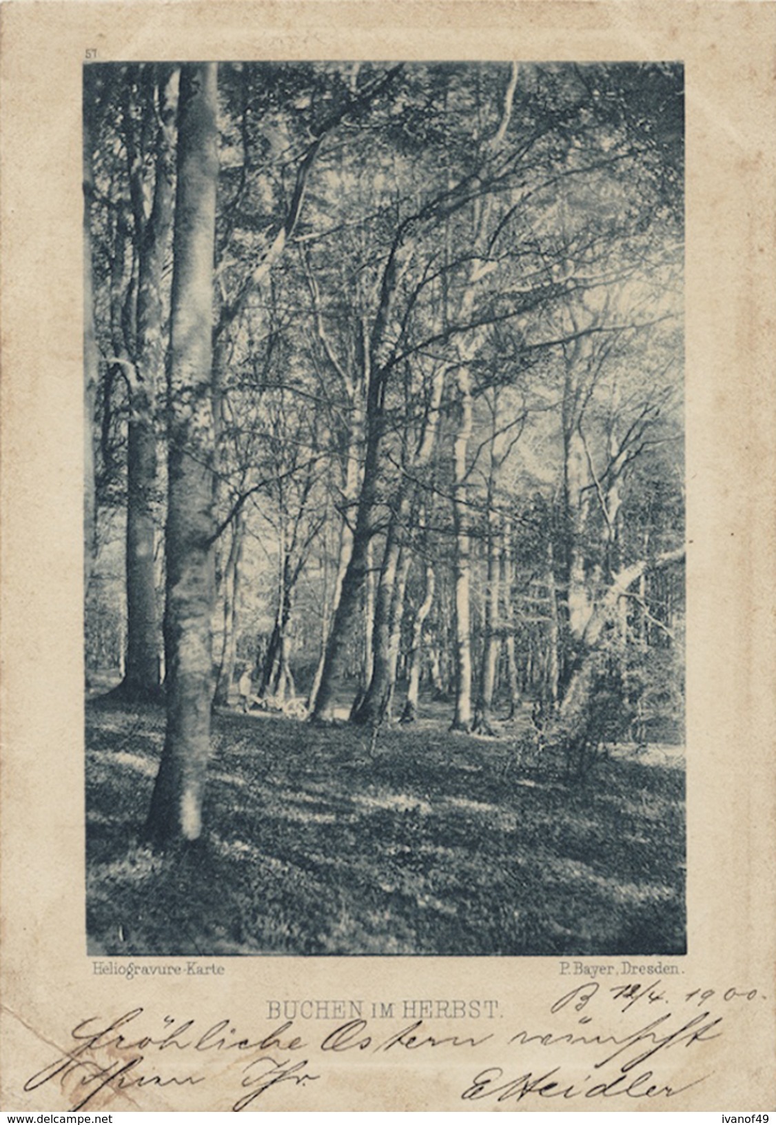 BUCHEN IM HERBST - CPA - P. Bayer, Dresden - 1900 - Trees