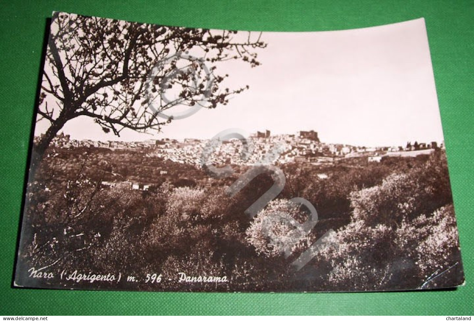 Cartolina Naro ( Agrigento ) - Panorama 1951 - Agrigento