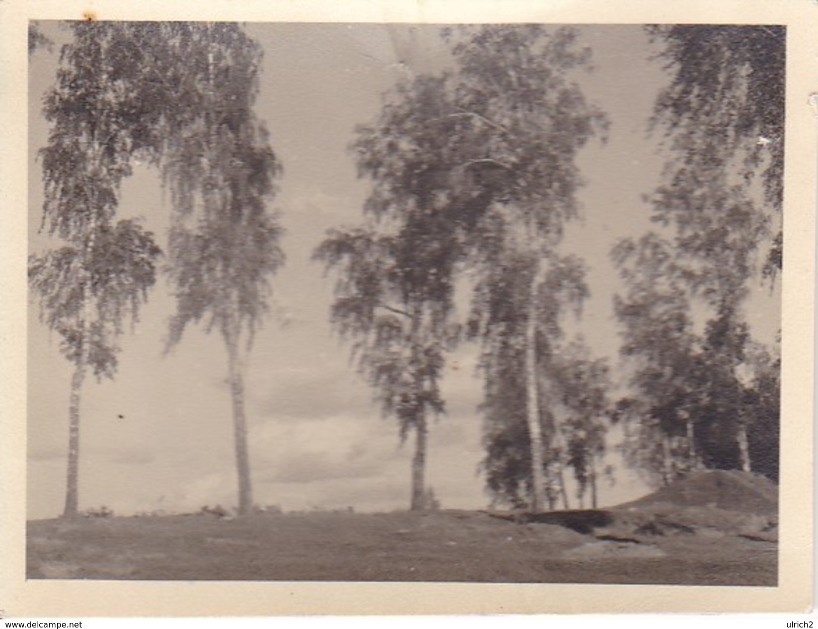 Foto Bobruisk - Bäume - 1942 - 9*6cm (29606) - Orte