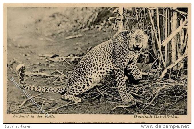 Kolonien Deutsch Ostafrika Leopard In Der Falle 1910 I-II Colonies - Ohne Zuordnung