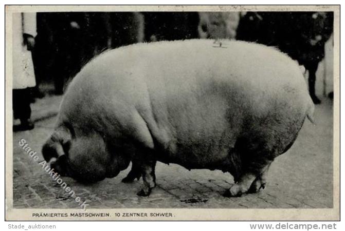 Schwein WK II Reichsn&auml;hrstandsausstellung  I-II Cochon - Sonstige & Ohne Zuordnung