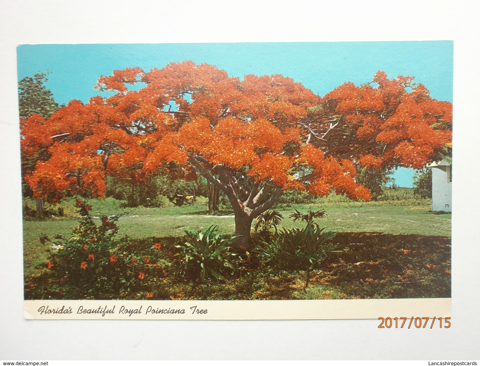 Postcard Florida's Beautiful Royal Poinciana Tree My Ref  B11491 - Bäume