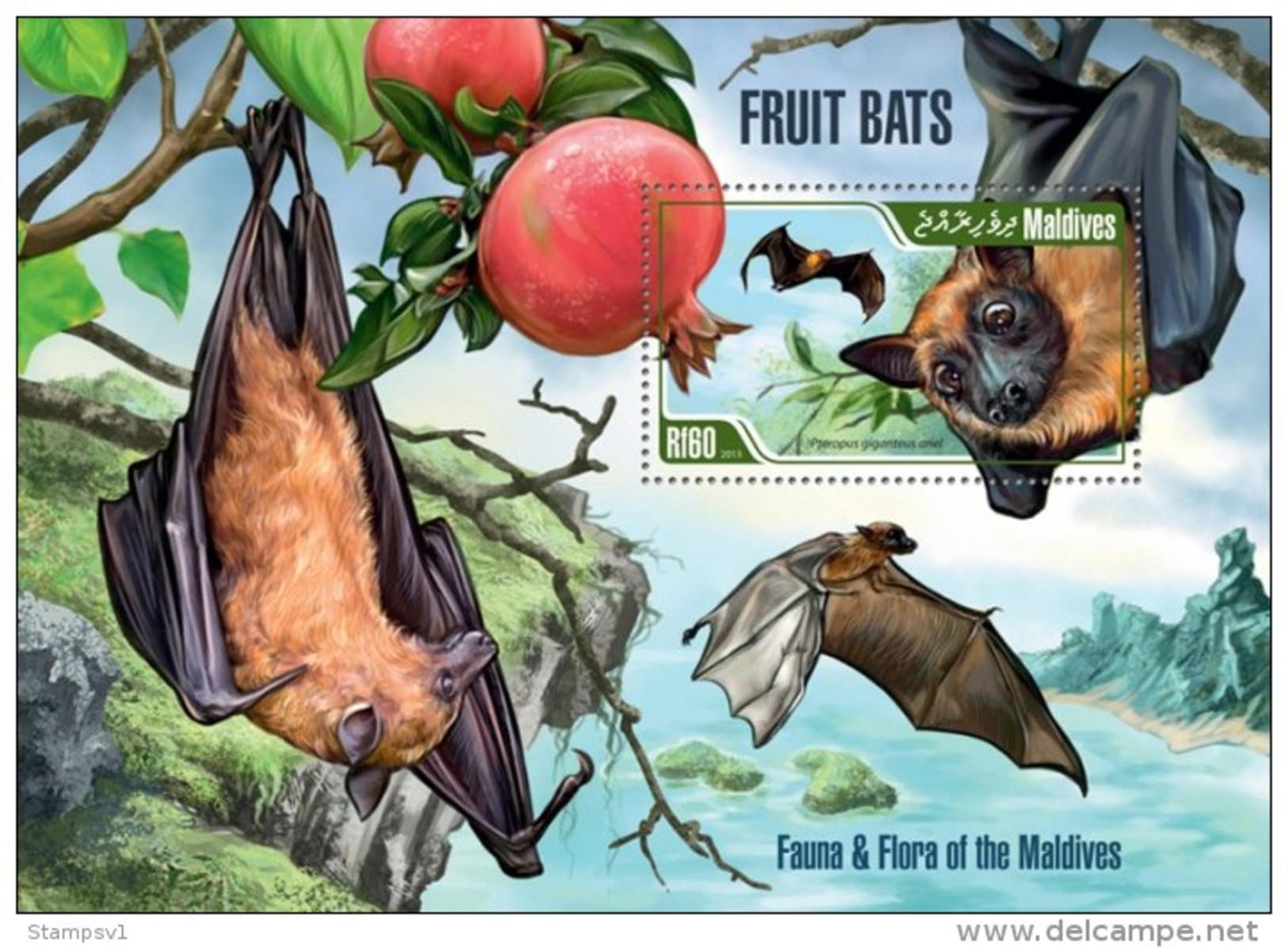 Maldives. 2013 Fruits Bats. (210b) - Chauve-souris
