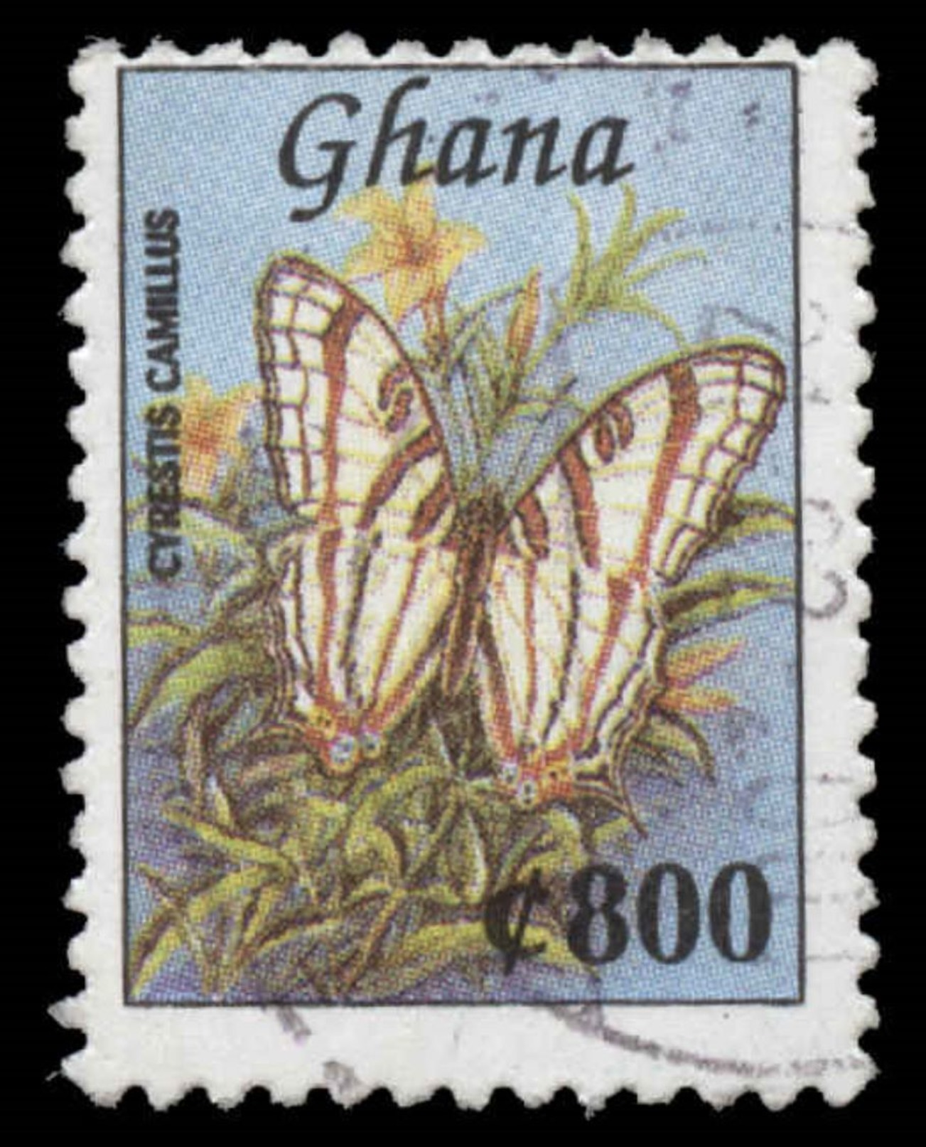 Ghana Scott #1939B, 800ce Multicolored (1997) Cyrestescamilus, Used - Ghana (1957-...)