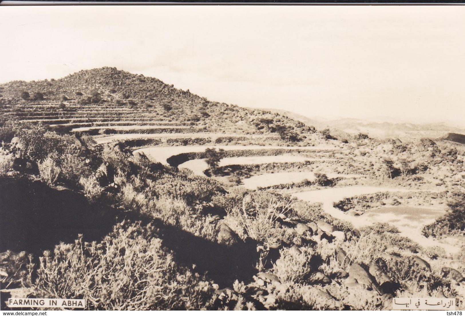 SAUDI ARABIA--RARE--farming In Abha--munistry Of Information--carte Photo--voir 2 Scans - Arabie Saoudite