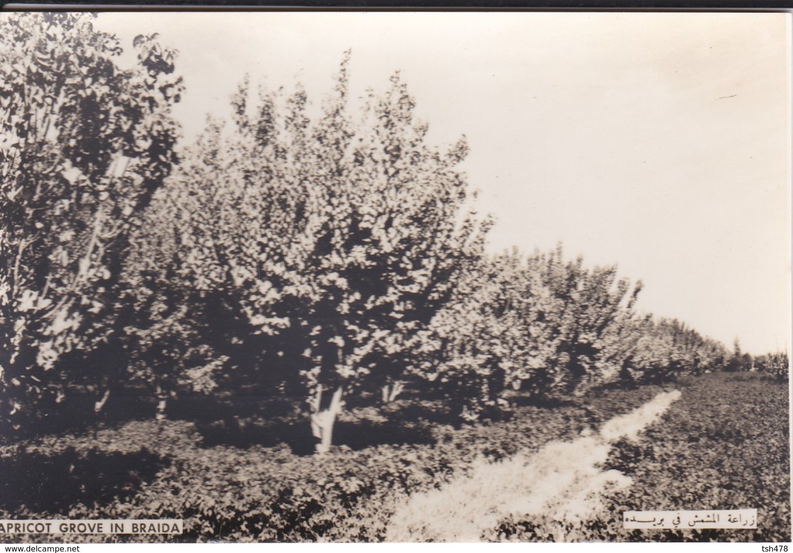 SAUDI ARABIA--RARE--apricot Grove In Braida--munistry Of Information--carte Photo--voir 2 Scans - Arabie Saoudite