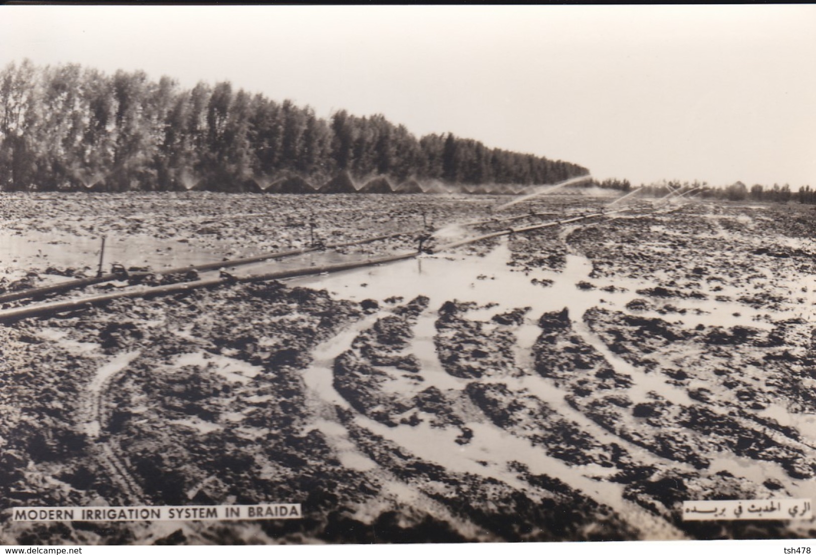 SAUDI ARABIA--RARE---modern Irrigation System In Braida--munistry Of Information--carte Photo--voir 2 Scans - Arabie Saoudite