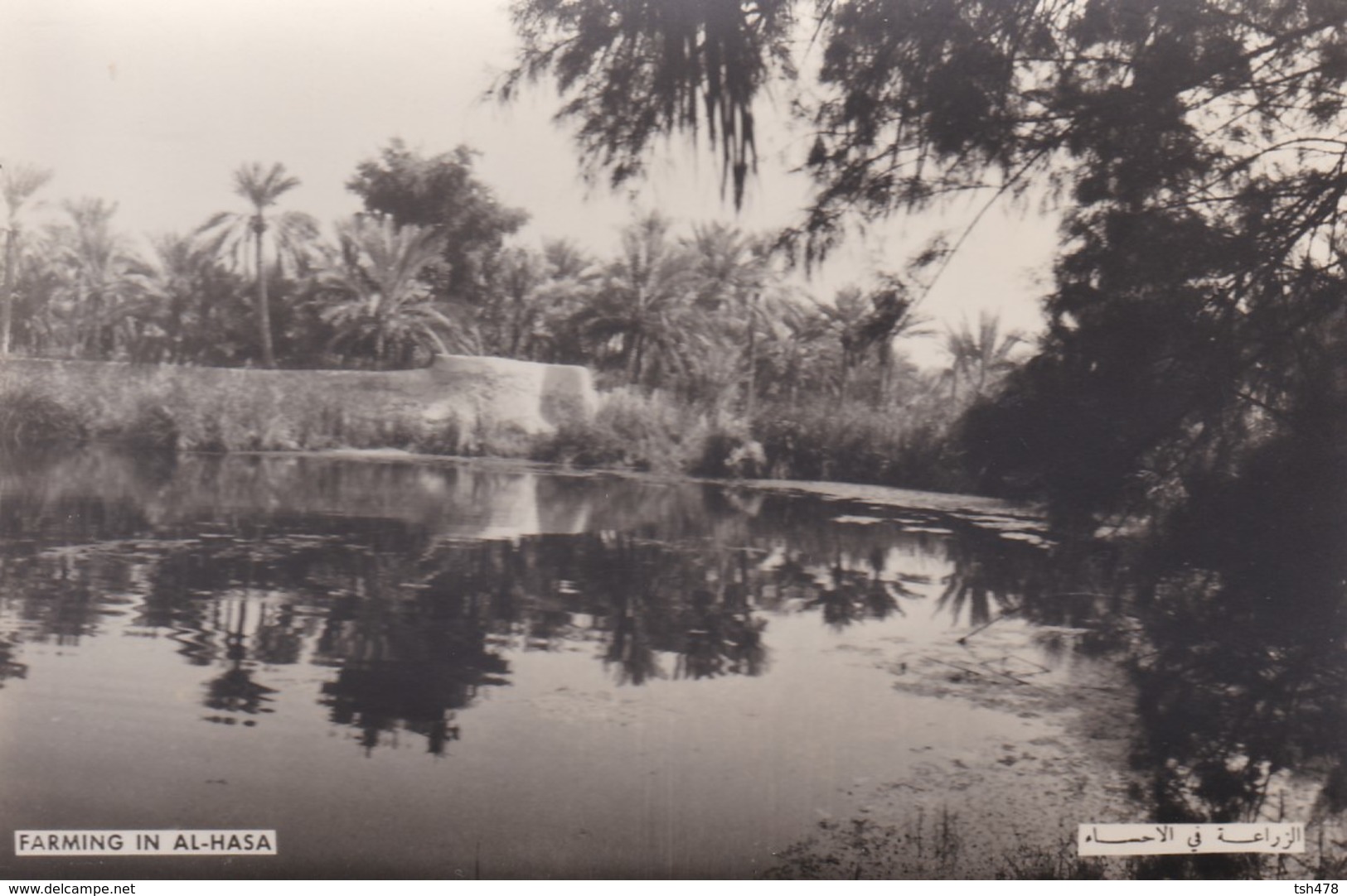 SAUDI ARABIA--RARE---Farmig In Al-hasa---munistry Of Information--carte Photo--voir 2 Scans - Arabie Saoudite