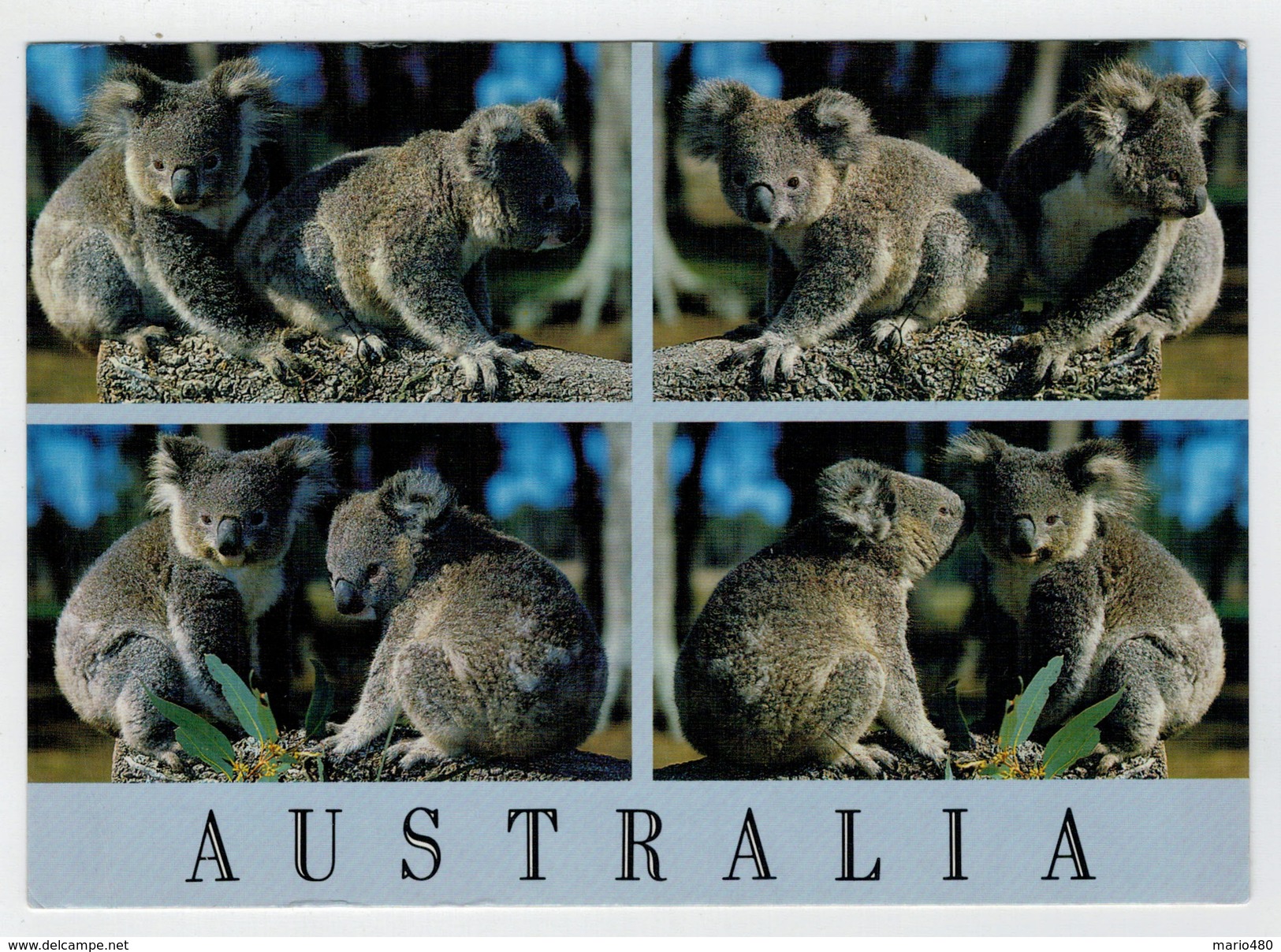 MAXICARD    AUSTRALIA'S  KOALA   2  SCAN   (VIAGGIATA) - Altri & Non Classificati