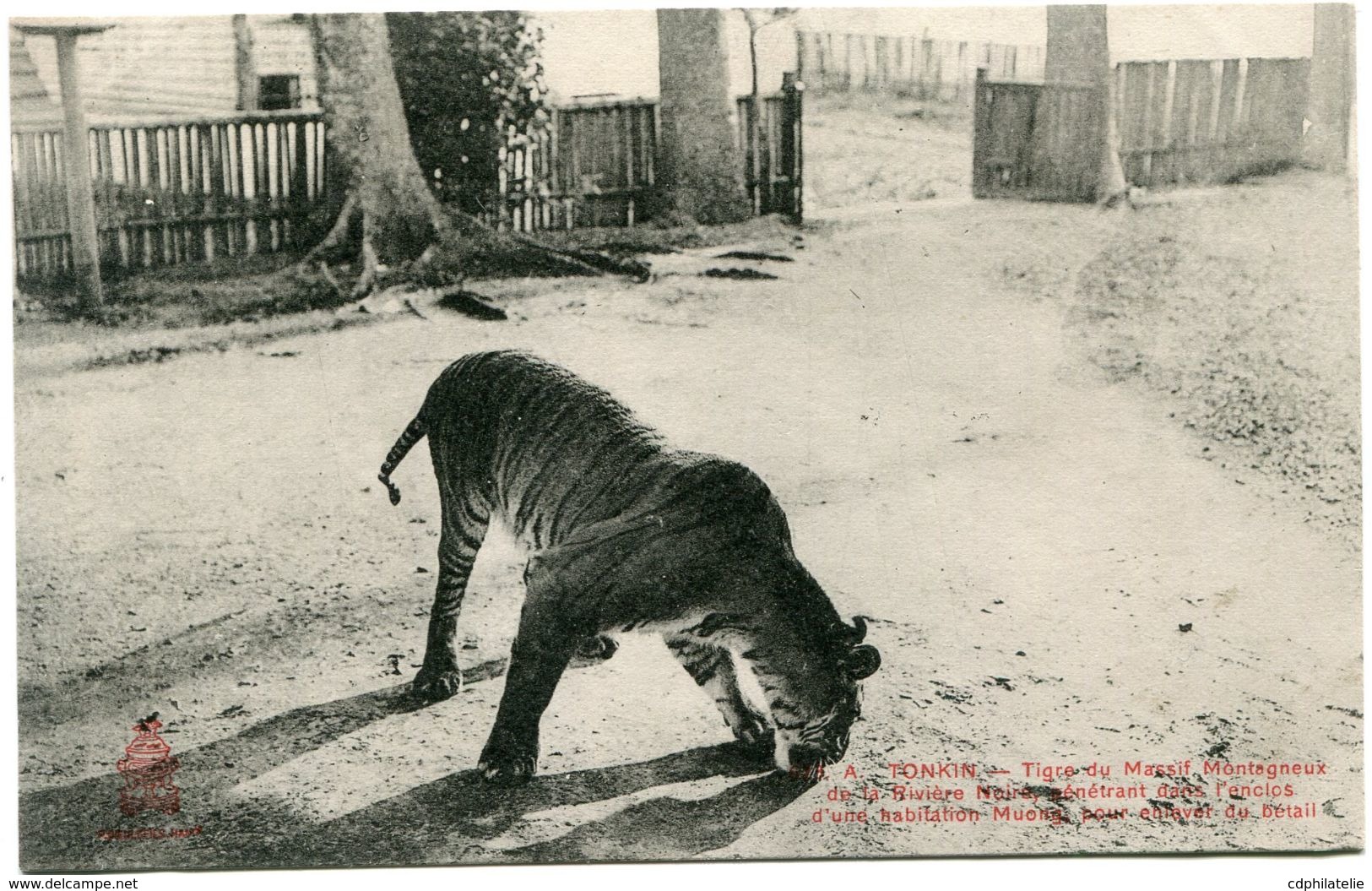 INDOCHINE CARTE POSTALE NEUVE - Tigres