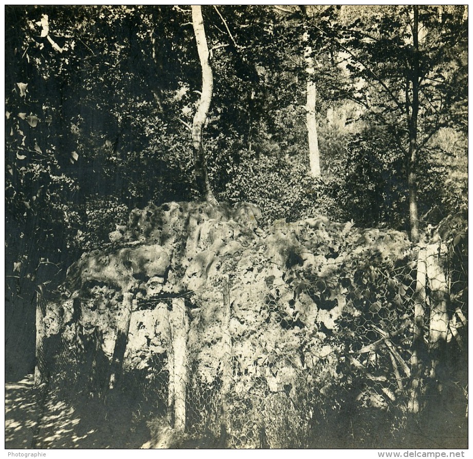 France Foret De Fontainebleau Roche Eponge Ancienne Stereo Photo SIP 1900 - Stereoscopic