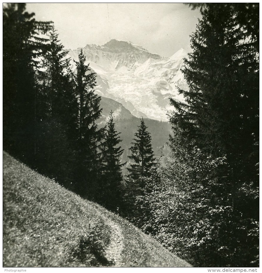 Suisse Jungfrau Panorama Sentier De Wengen Ancienne Stereo Photo 1900 - Stereoscopic