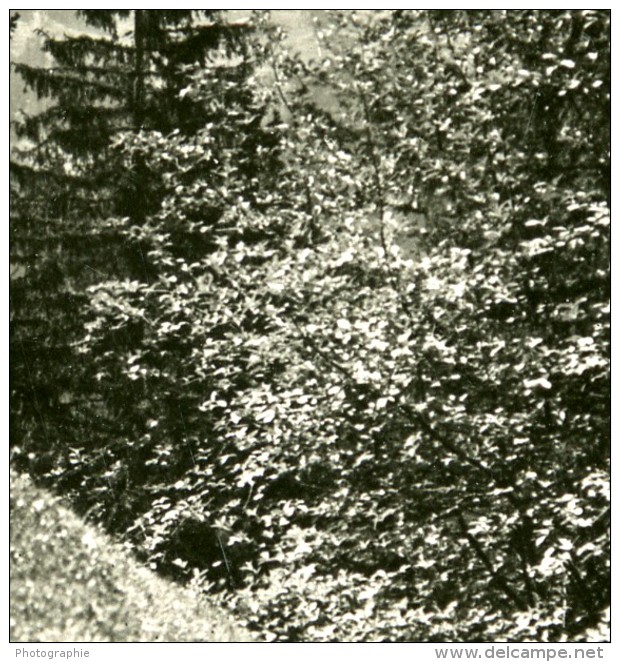 Suisse Jungfrau Panorama Sentier De Wengen Ancienne Stereo Photo 1900 - Stereoscopic