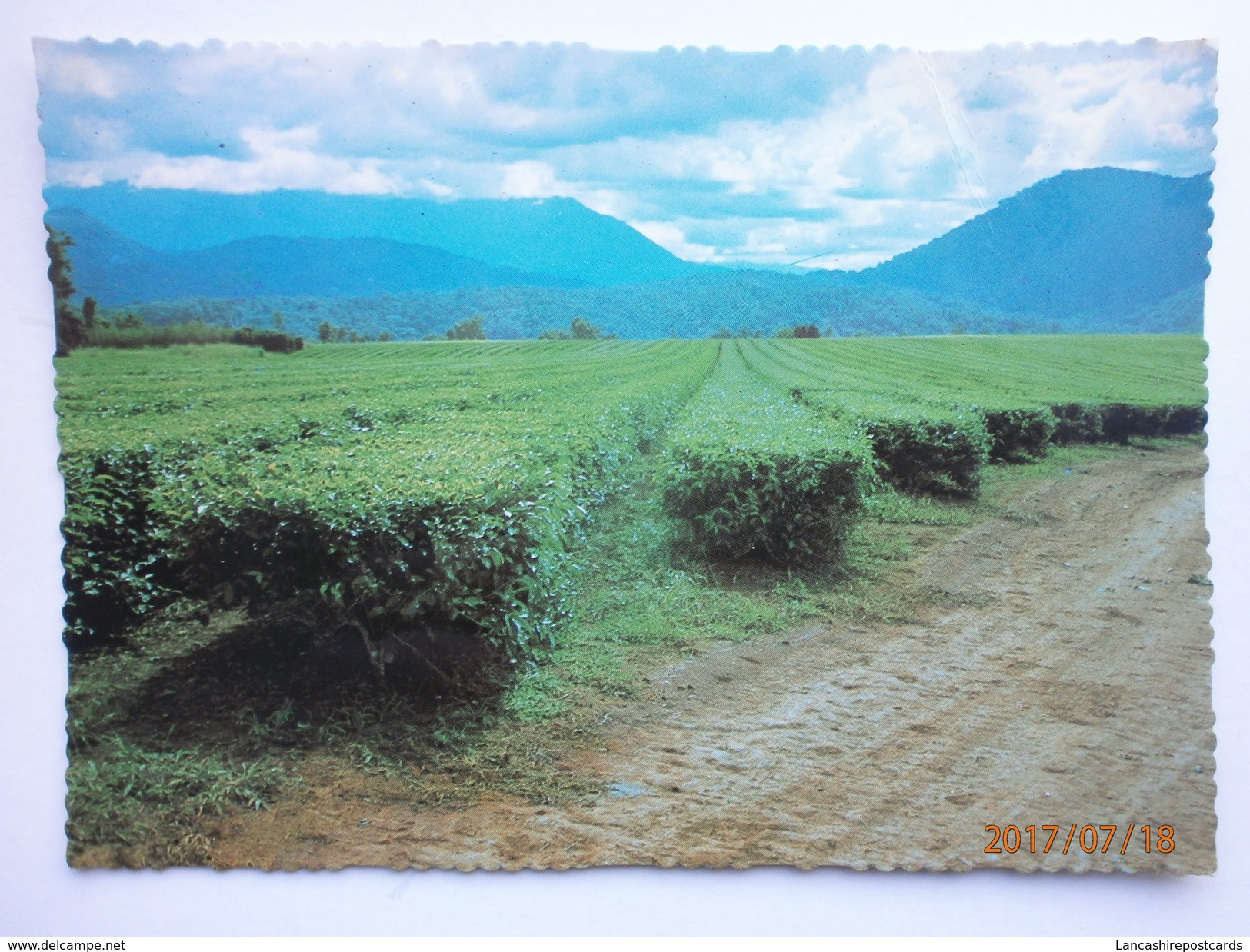Postcard Nerada Tea Plantation Innisfail North Queensland Australia  My Ref B21539 - Cultivation