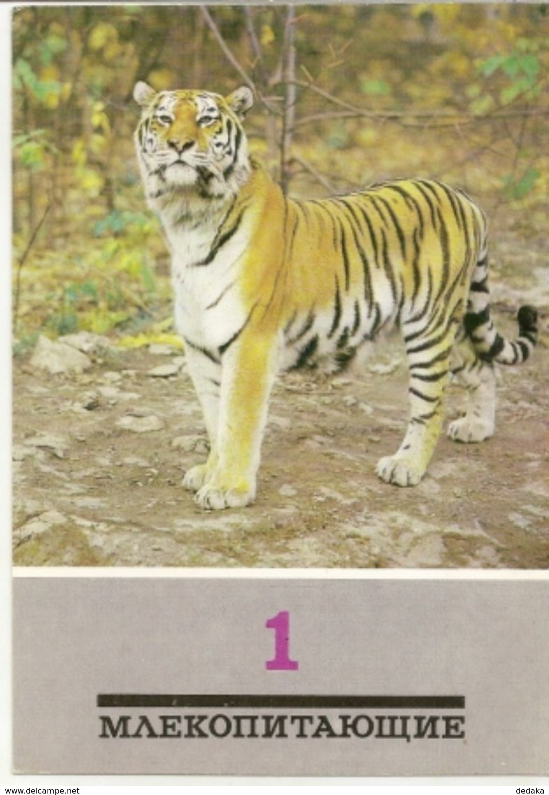 Postcard Of The USSR In 1989 - Amur Tiger-animals - Predators-cat. - Tiger