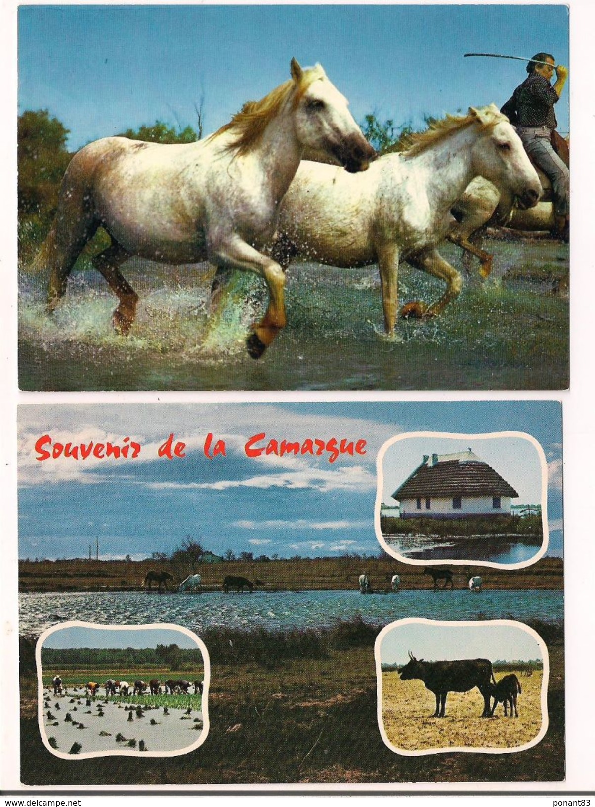 2 Cartes Neuves: Souvenir De La Camargue Et à Travers Les Marais Chevaux Et Gardian - - Meyrargues