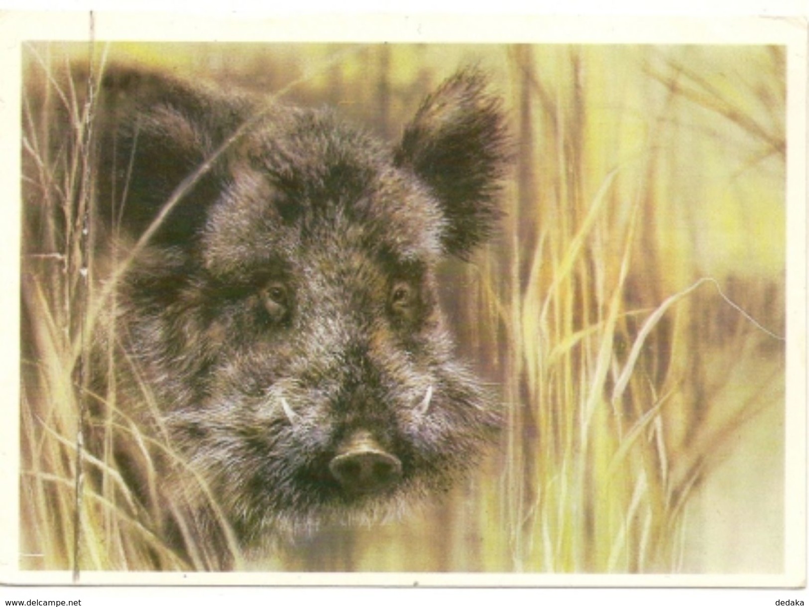 Postcard Of The USSR In 1989 - Wild Boar - Beasts - Mammals - Varkens