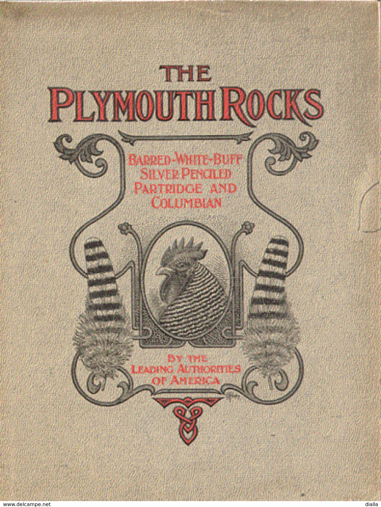 Standard Breed, Plymouth Rocks, 1911, William C. Denny COQ ROOSTER  POULTRY AVICULTURE Vintage - 1900-1949