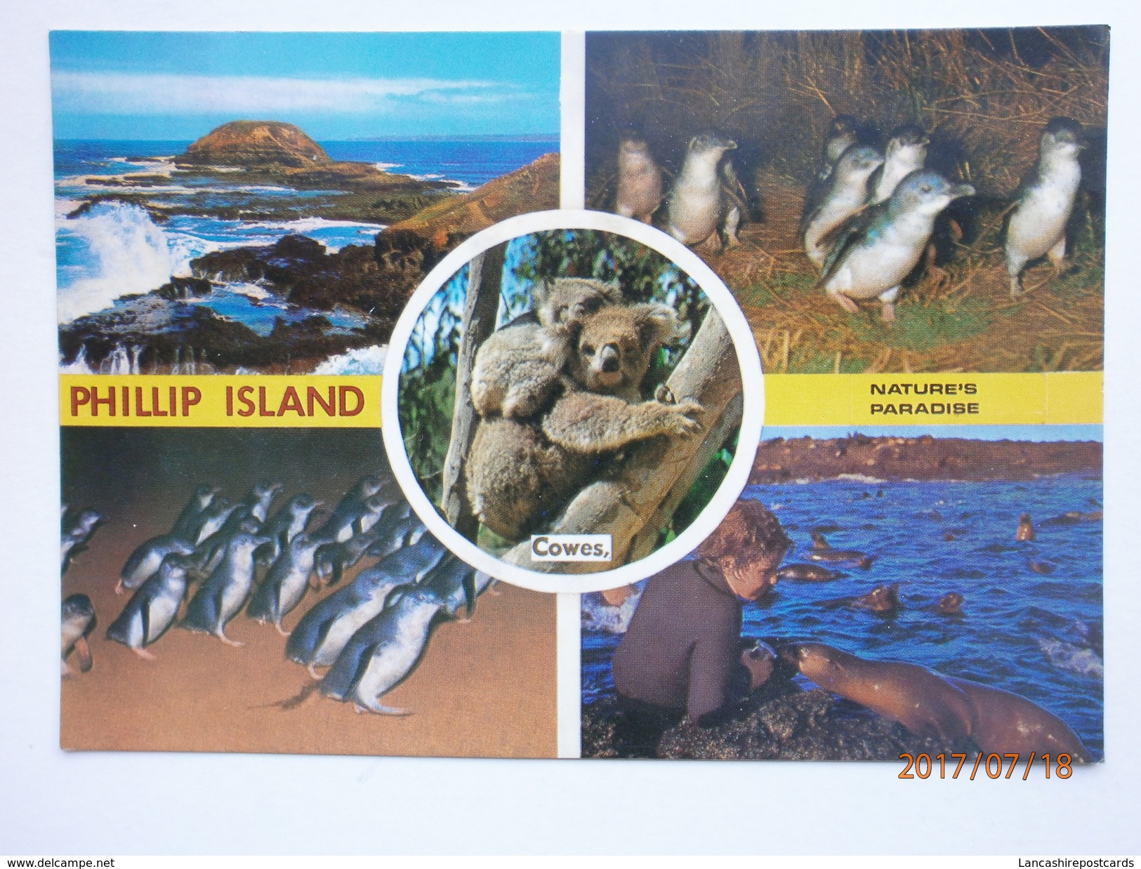 Postcard Phillip Island Cowes Multiview Nature's Paradise Koala And Penquin My Ref B21545 - Other & Unclassified