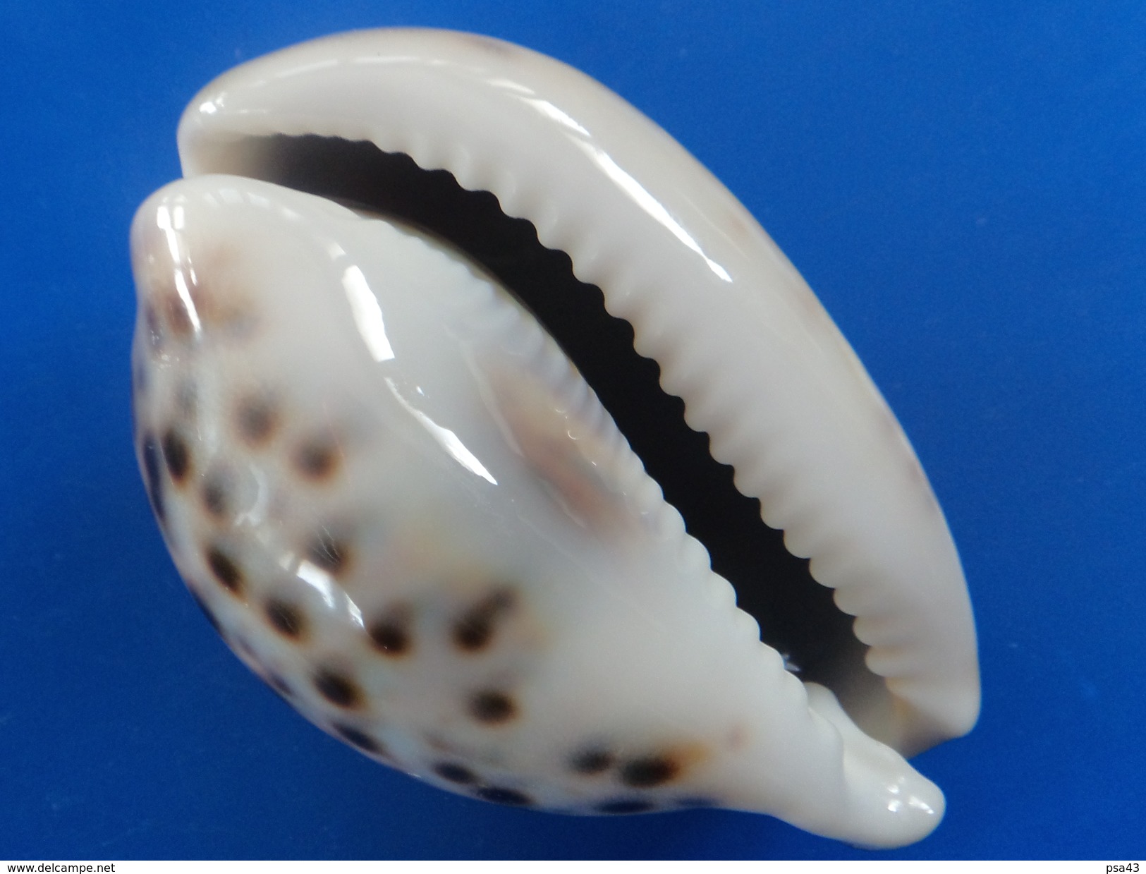 Cypraea Tigris Philippines (Panglao) 77,2mm F+++ Superbe Dégradé De Couleurs - Seashells & Snail-shells
