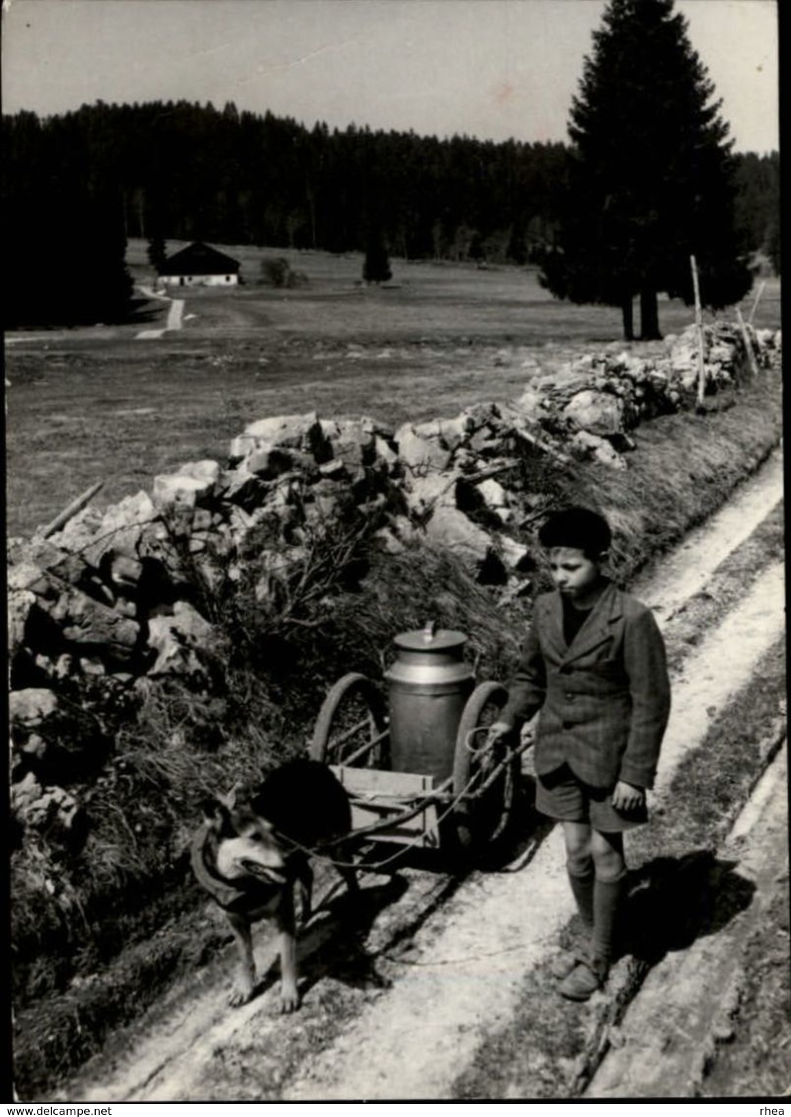 26 - Franche-Comté - Transport Du Lait - Attelage Chien - Autres & Non Classés