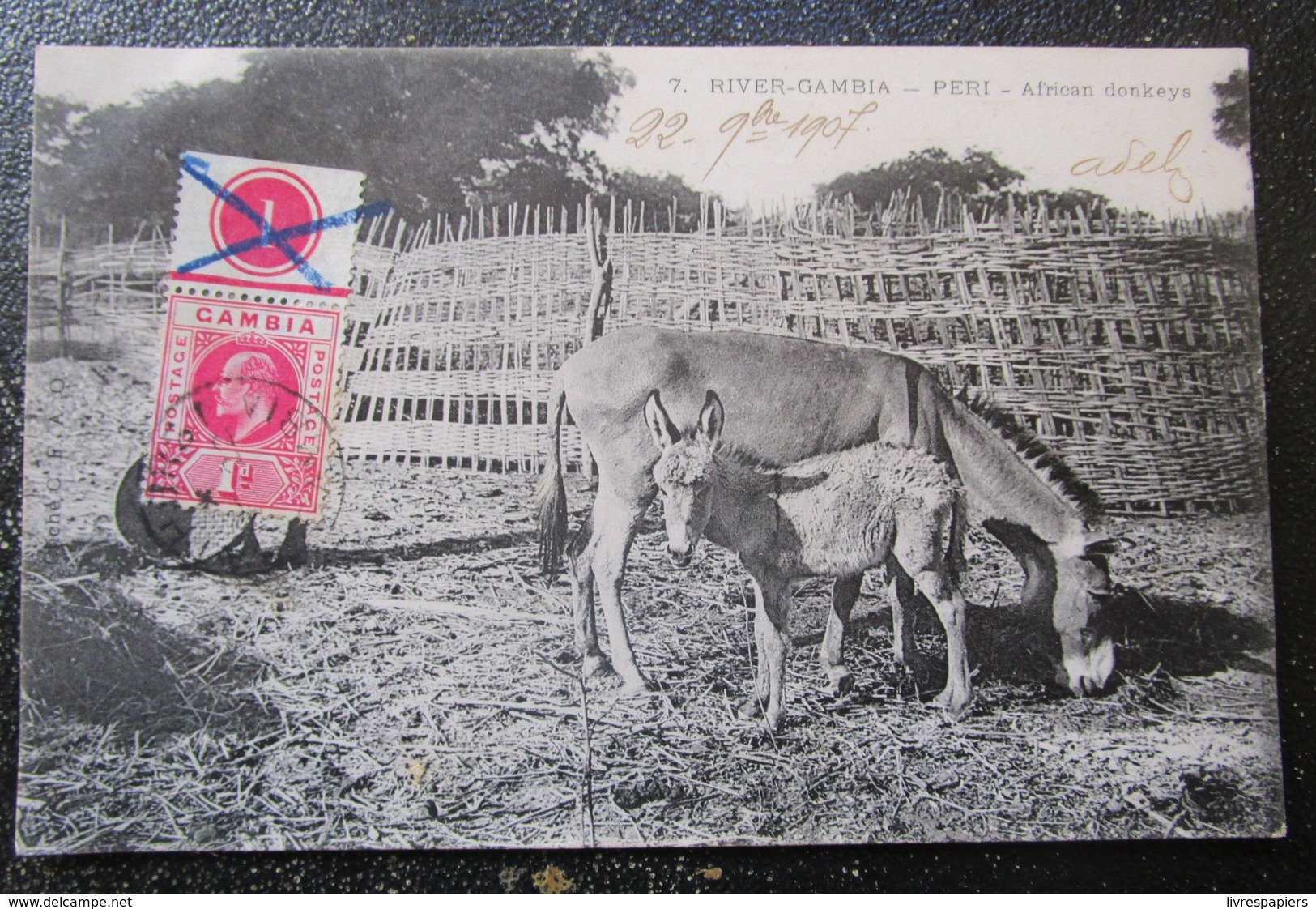 Gambie  River Gambia Peri African Donkeys  Cpa Timbrée Gambia Postage - Gambie