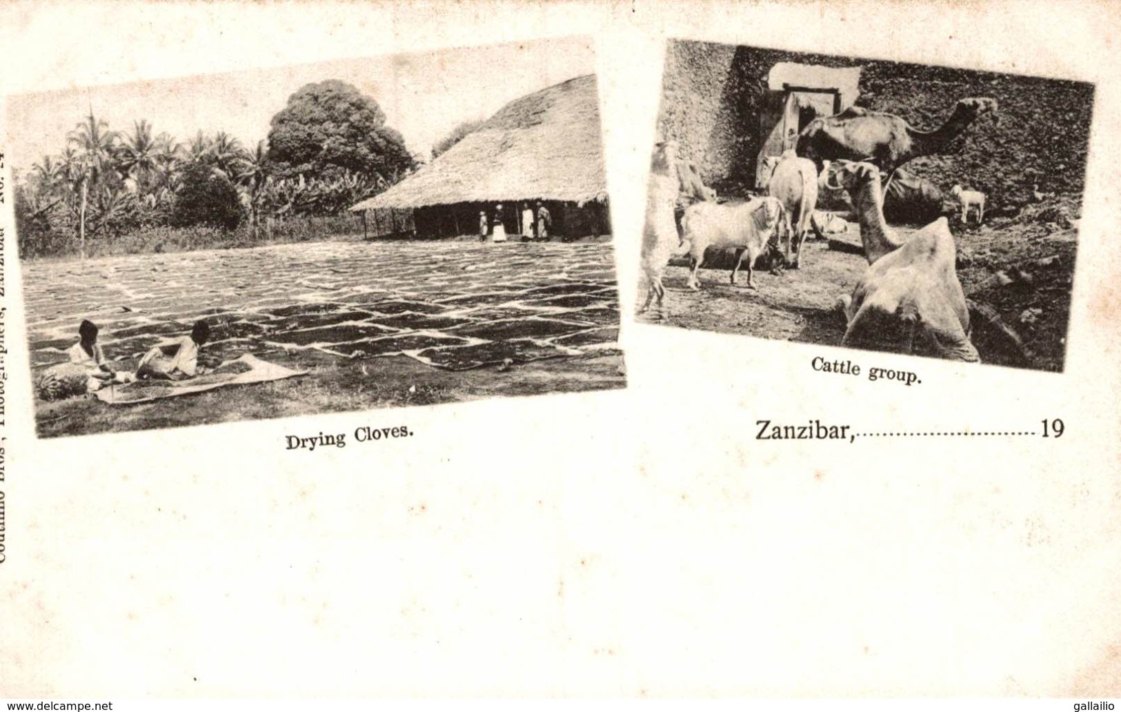 TANZANIE ZANZIBAR  DRYING CLOVES CATTLE GROUP - Tanzania