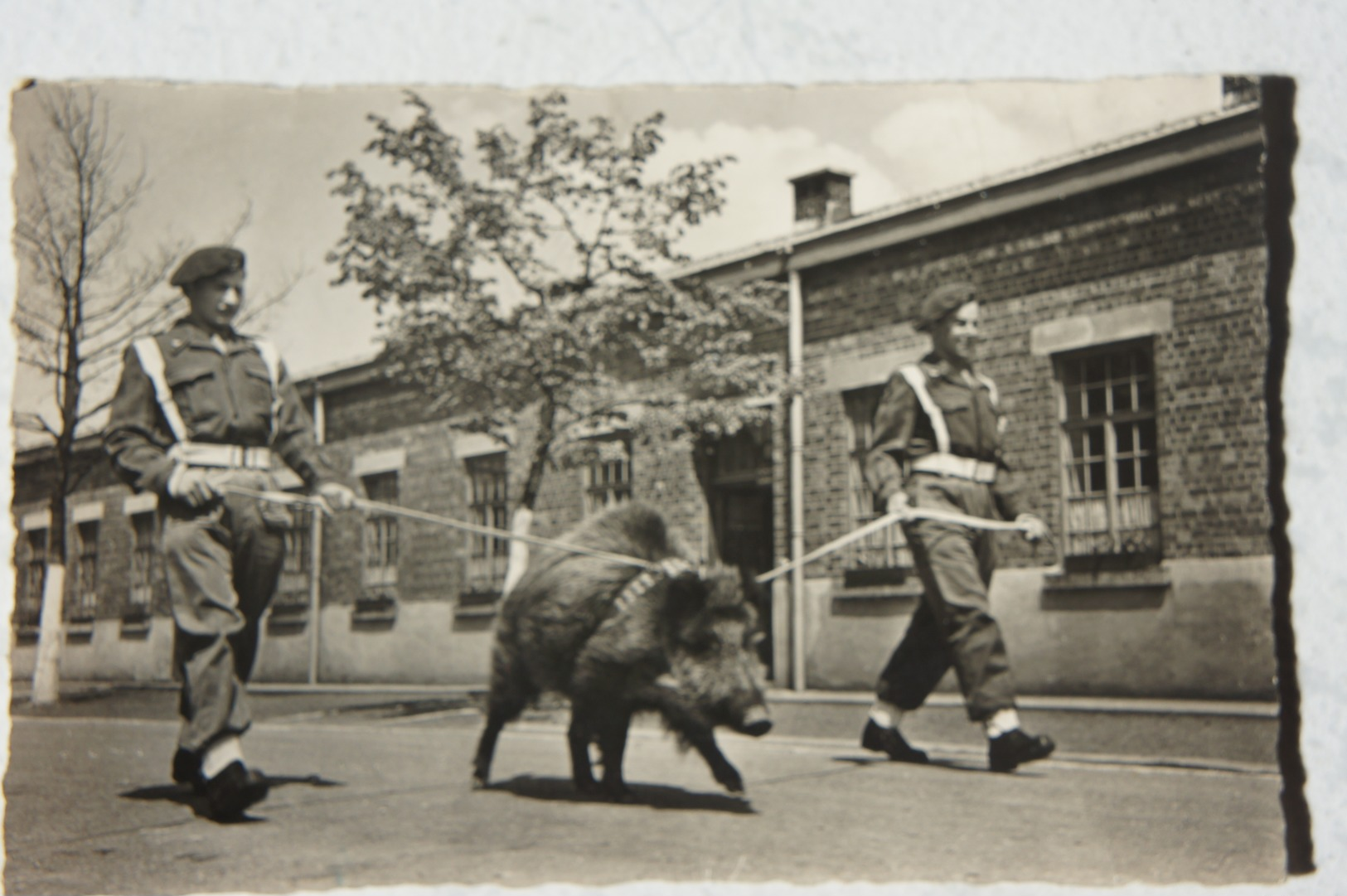 CPA CHASSEUR ARDENNAIS Vielsalm 50' Promenade De La Mascotte Sanglier - Other Wars