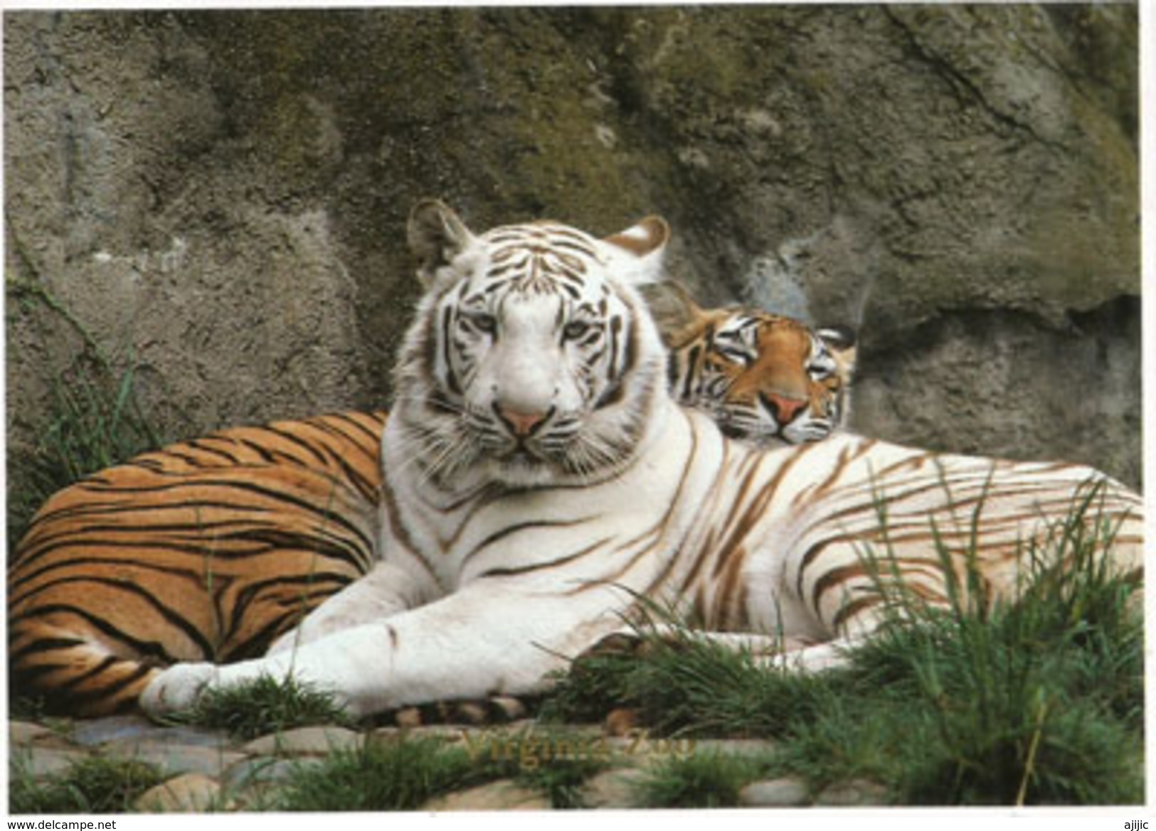 Tigre Du Bengale & Tigre Albino, Belle Carte Postale Adressée ANDORRA, Avec Timbre à Date Arrivée - Tigres