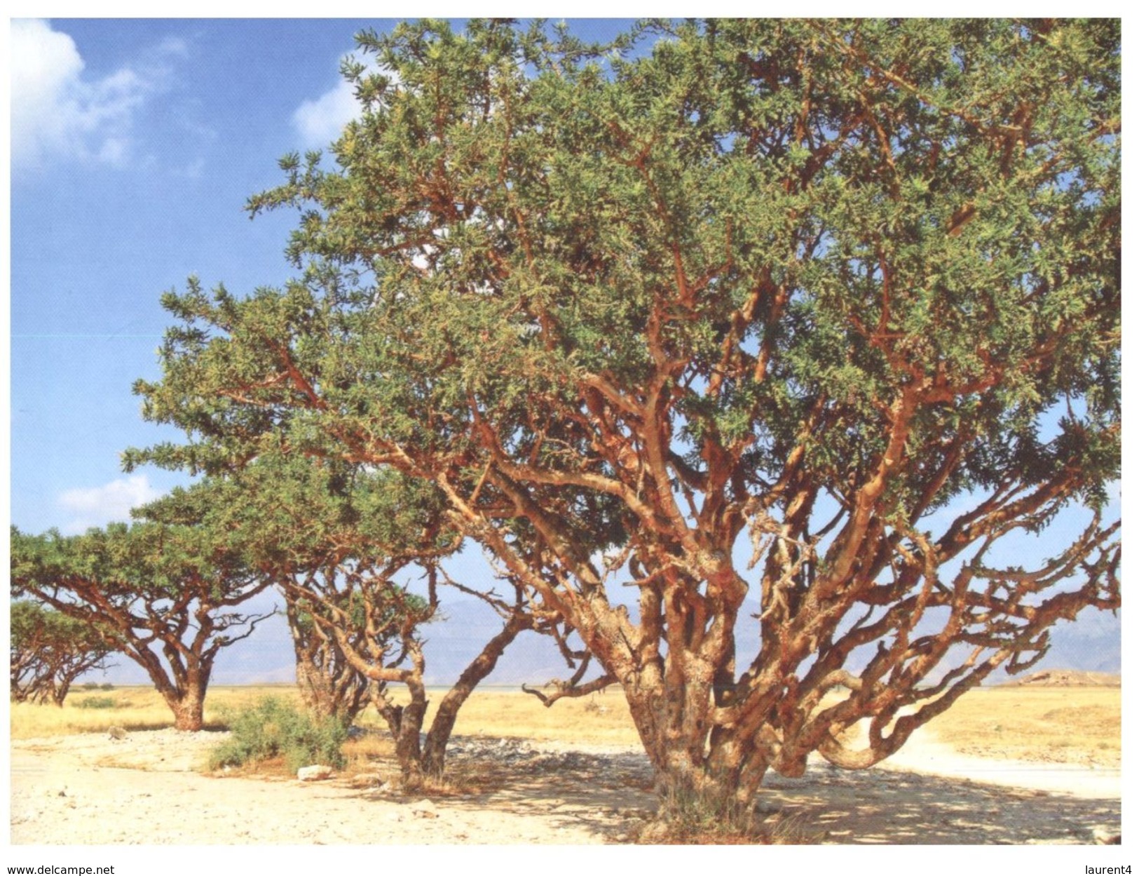 (35) Oman - UNESCO Trees - Oman